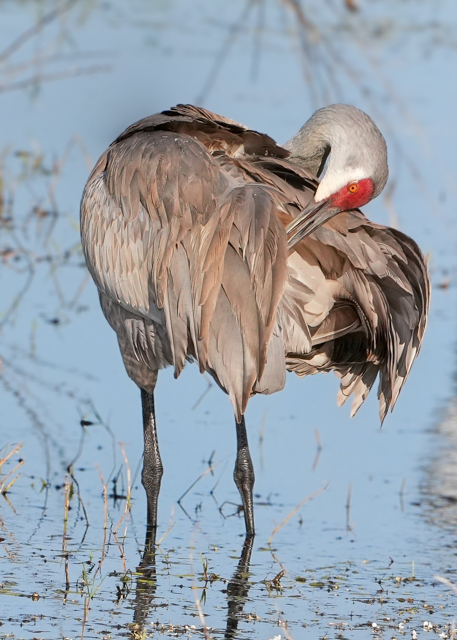 2026-4-16 - Sandhill Crane preening.jpg
