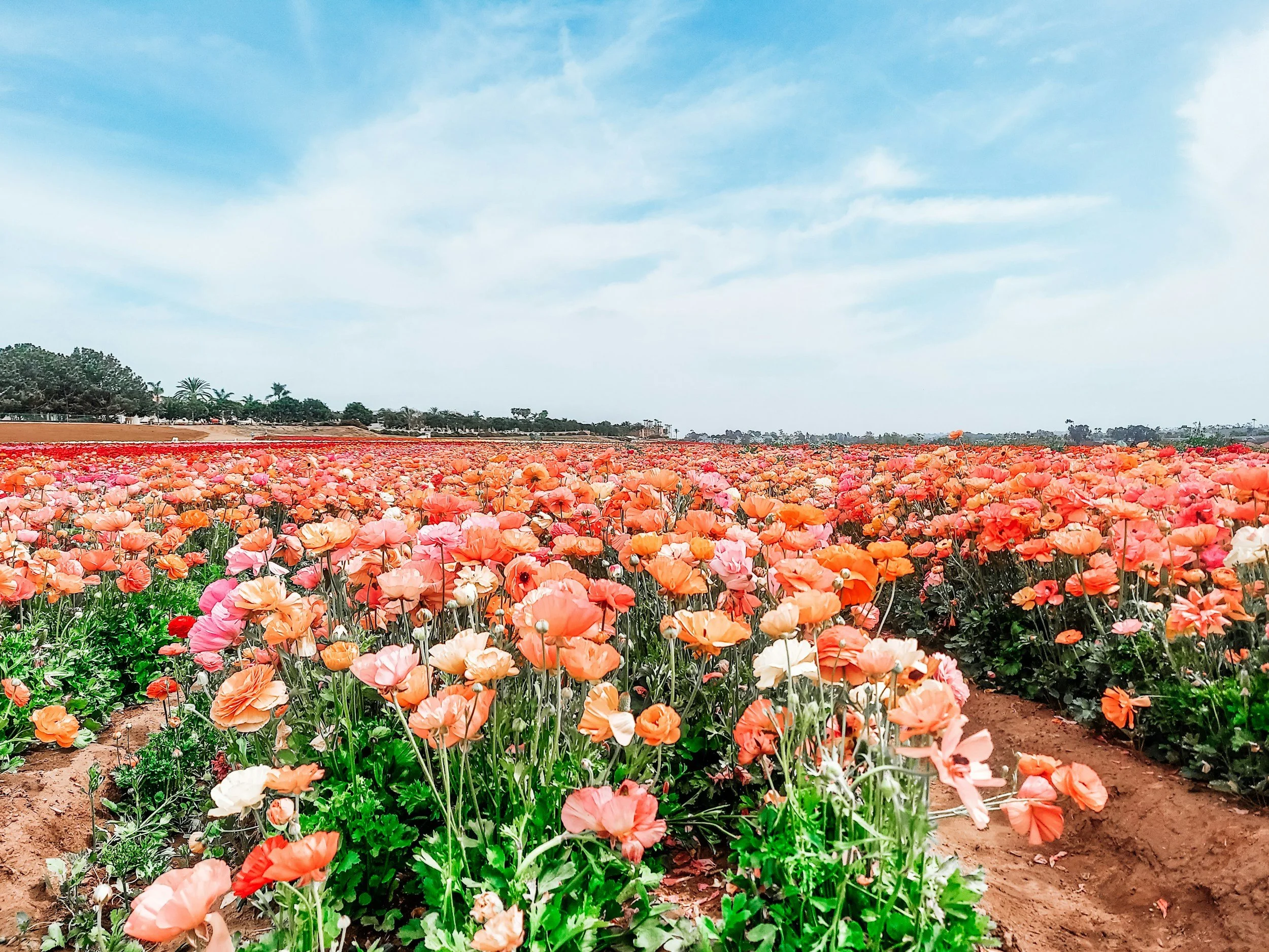 A vast field of blooming orange and pink poppies under a partly cloudy sky.