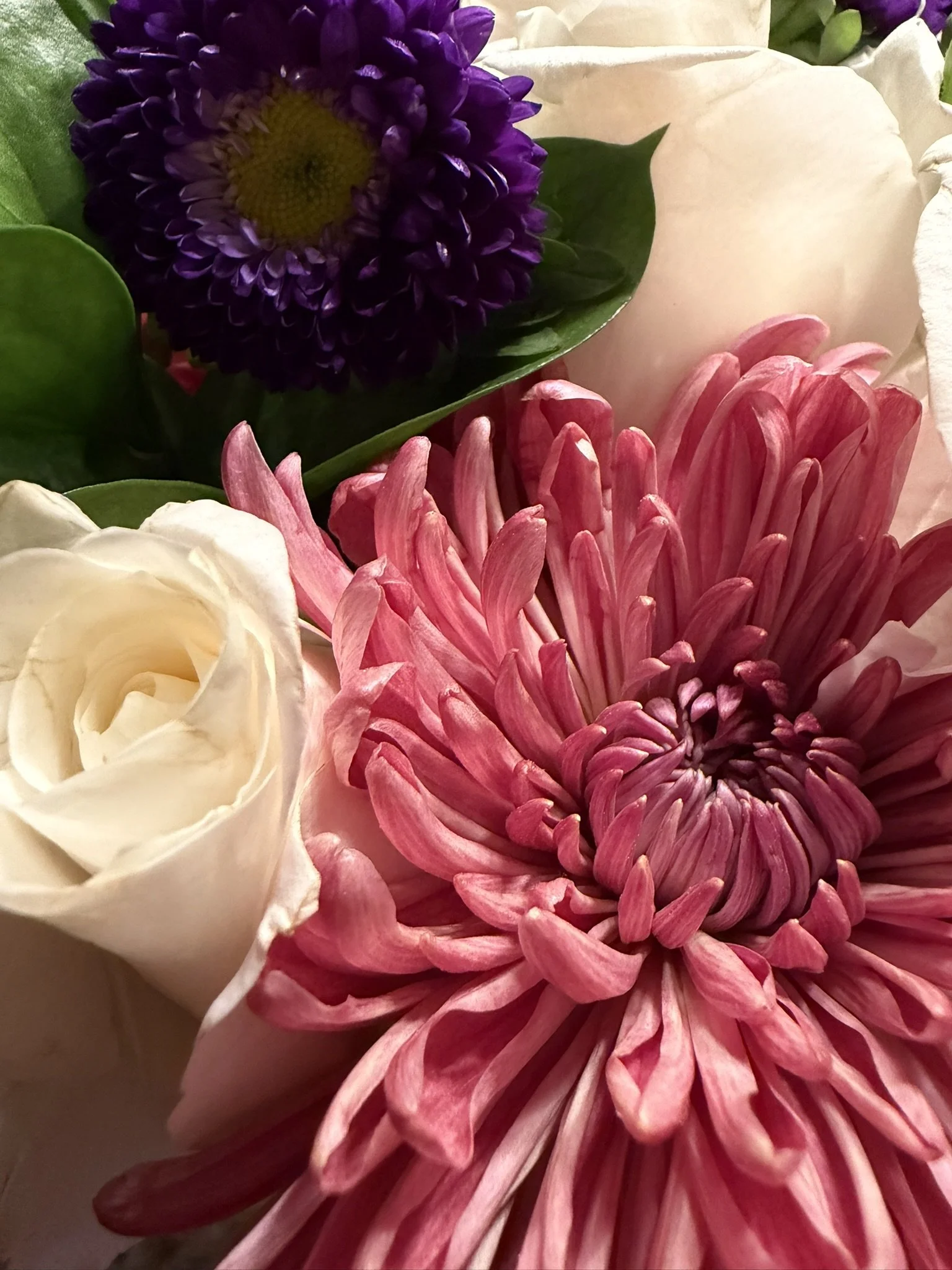 Close-up of pink aster flower, purple chrysanthemum, and white flower with green leaves.