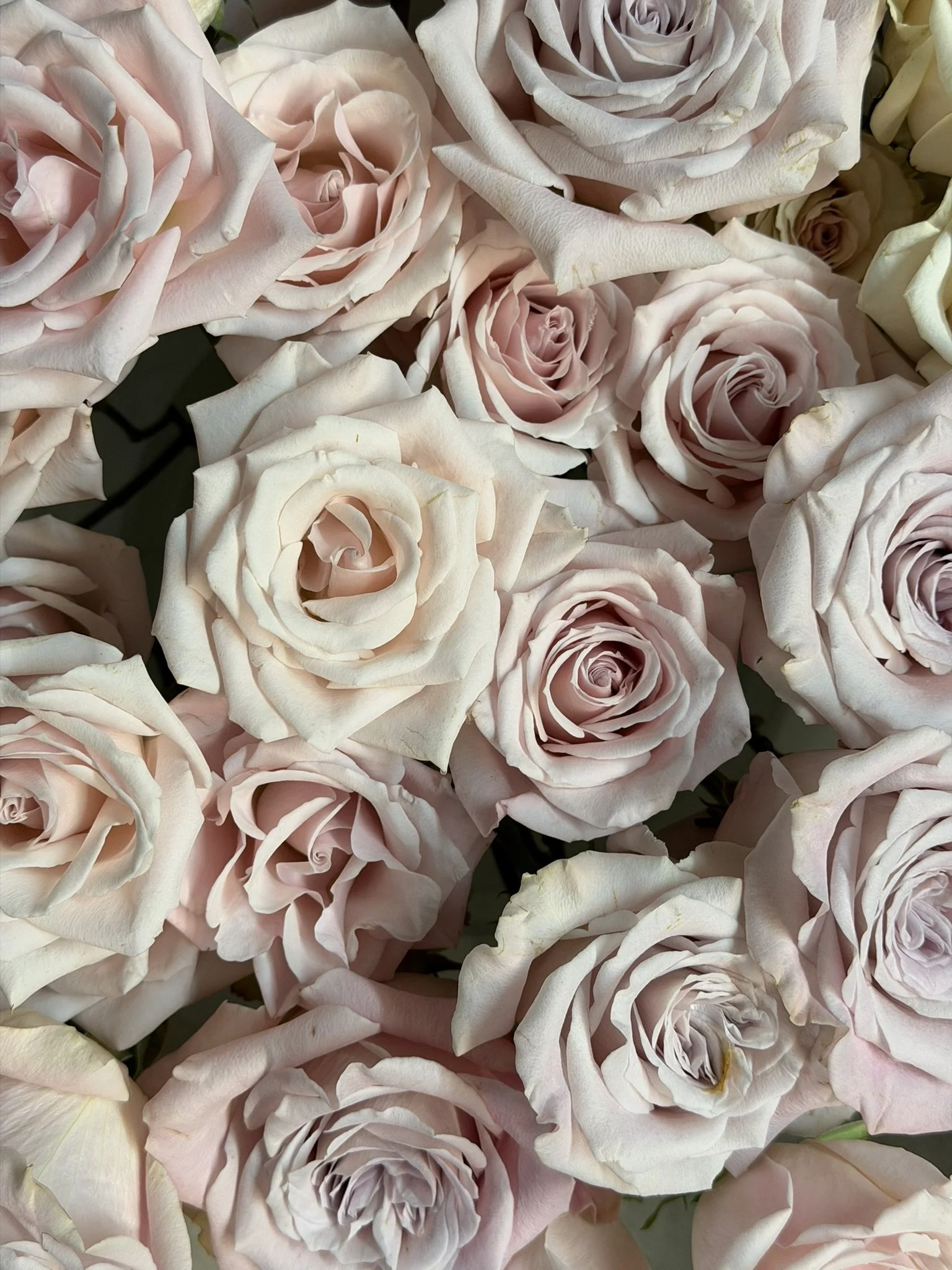 A close-up of numerous pale pink and cream roses, showing their detailed petals and soft colors.