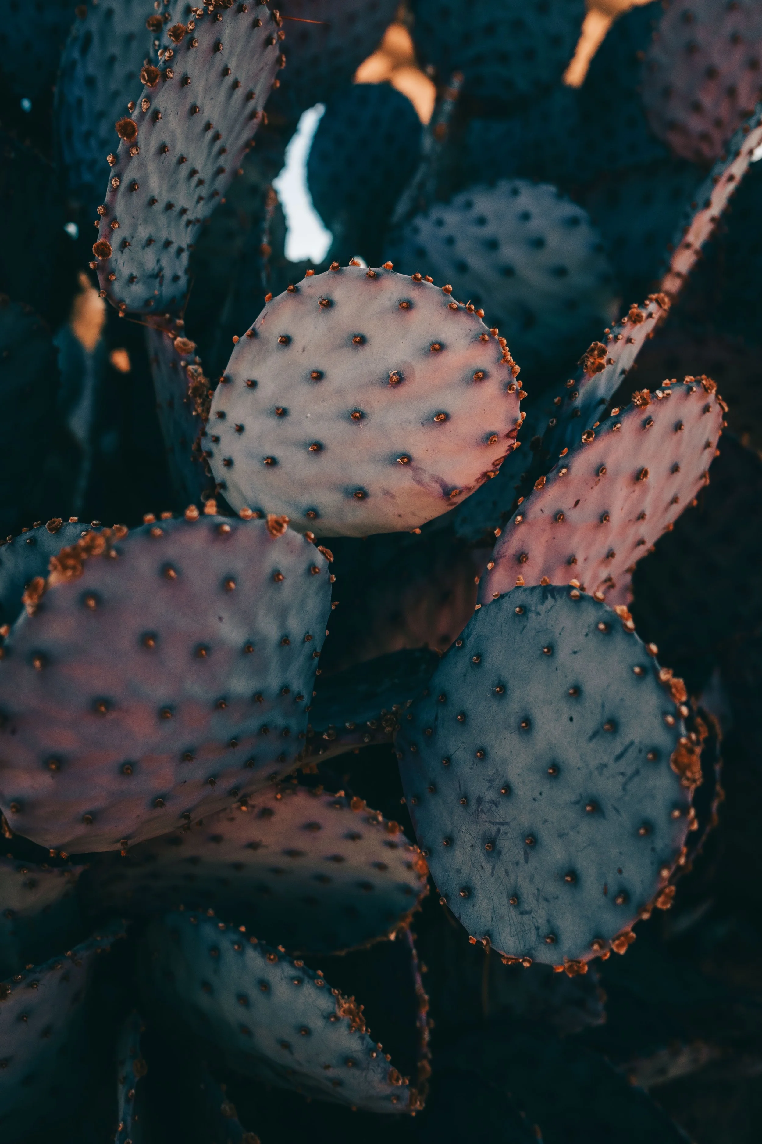DSCF6335.jpg