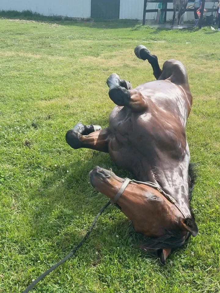 favorite little ladybug &amp; best way to start the day🐞

jumped our first vertical/oxer line in several weeks and henry was perfect! excited to jump a course this weekend, feeling ready to do what i love again

#horsegirlenergy #adultammylife #adul