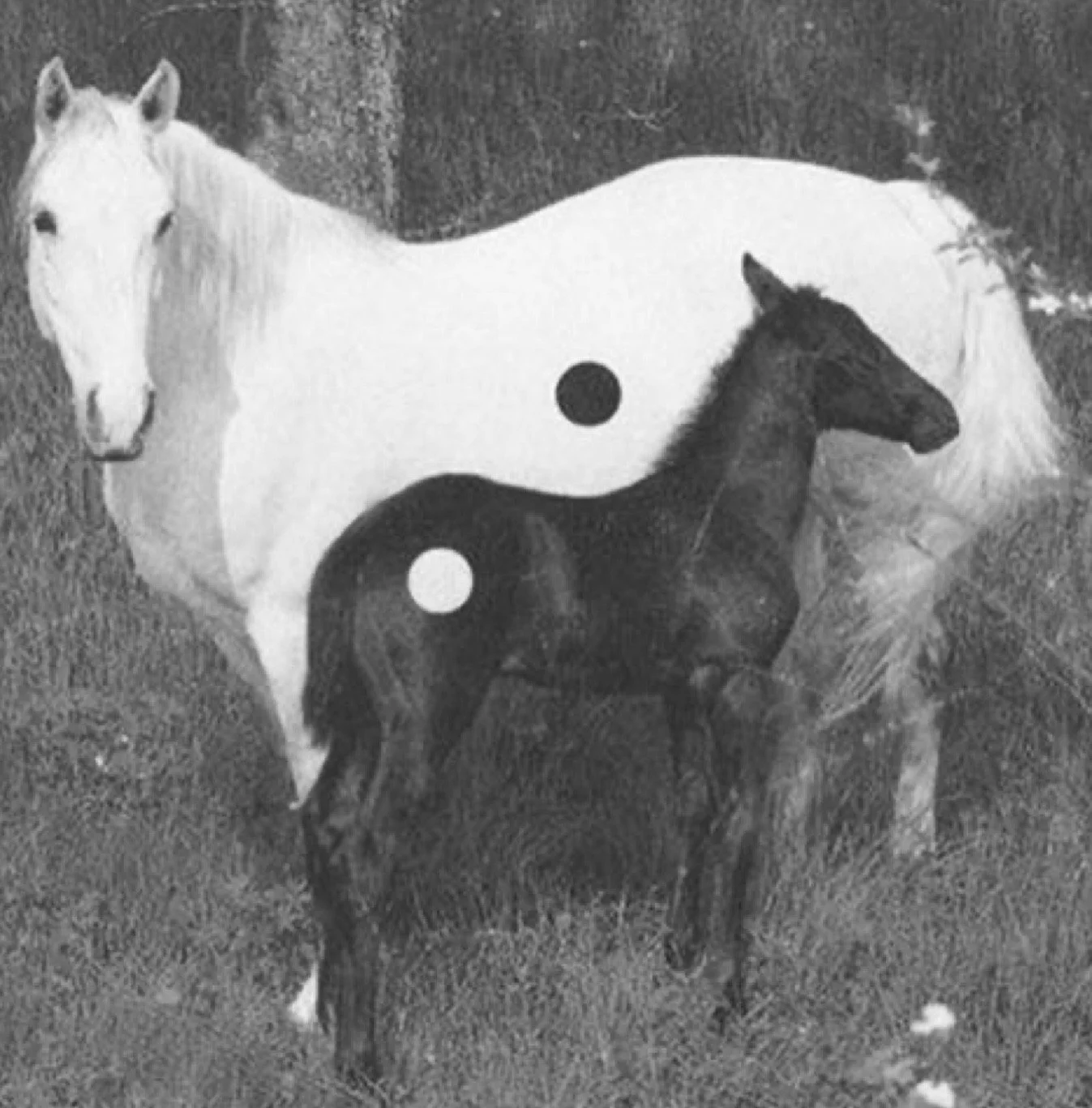 The Yin/Yang of Hormonal Balance
