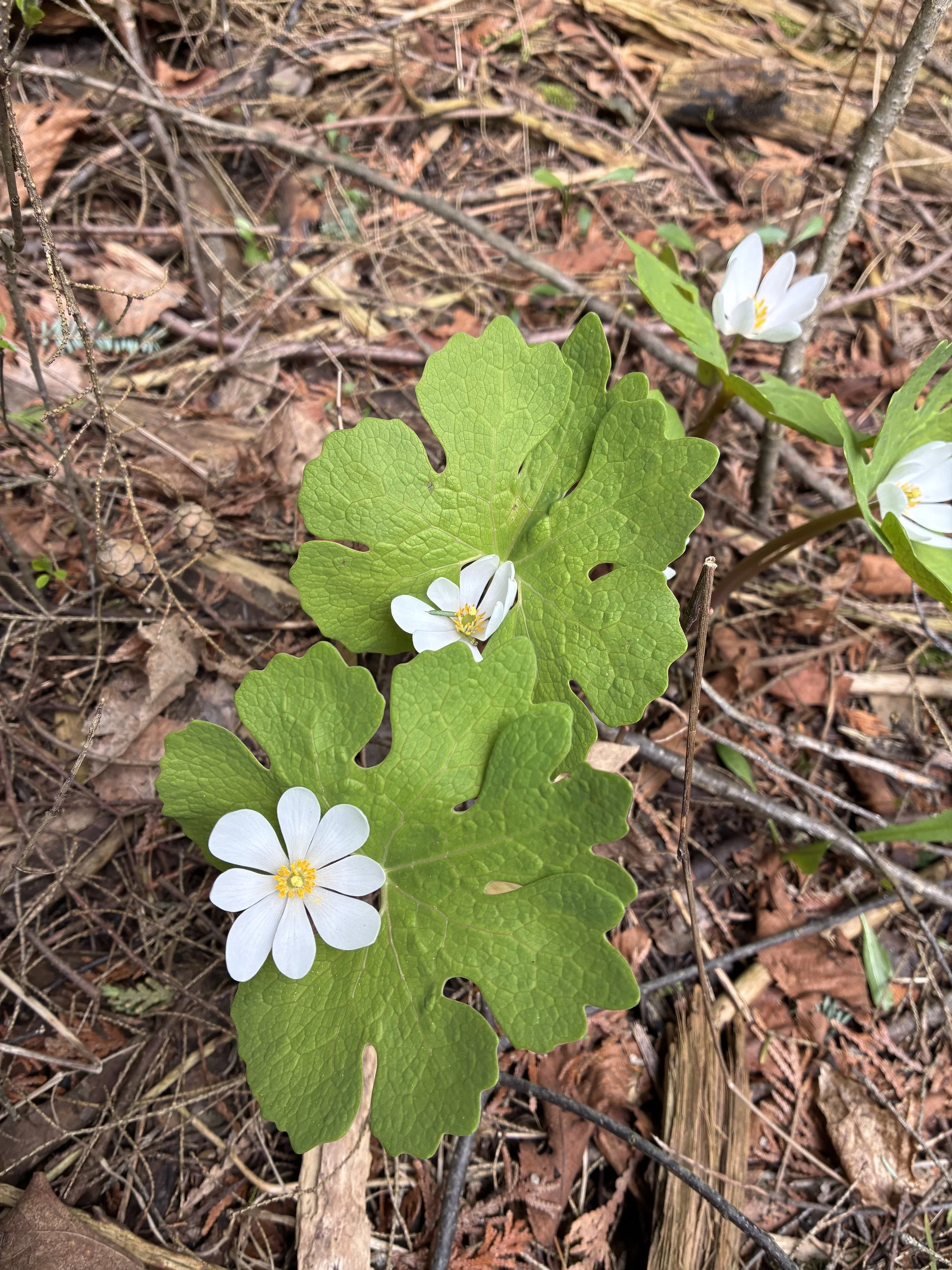 Bloodroot.jpg