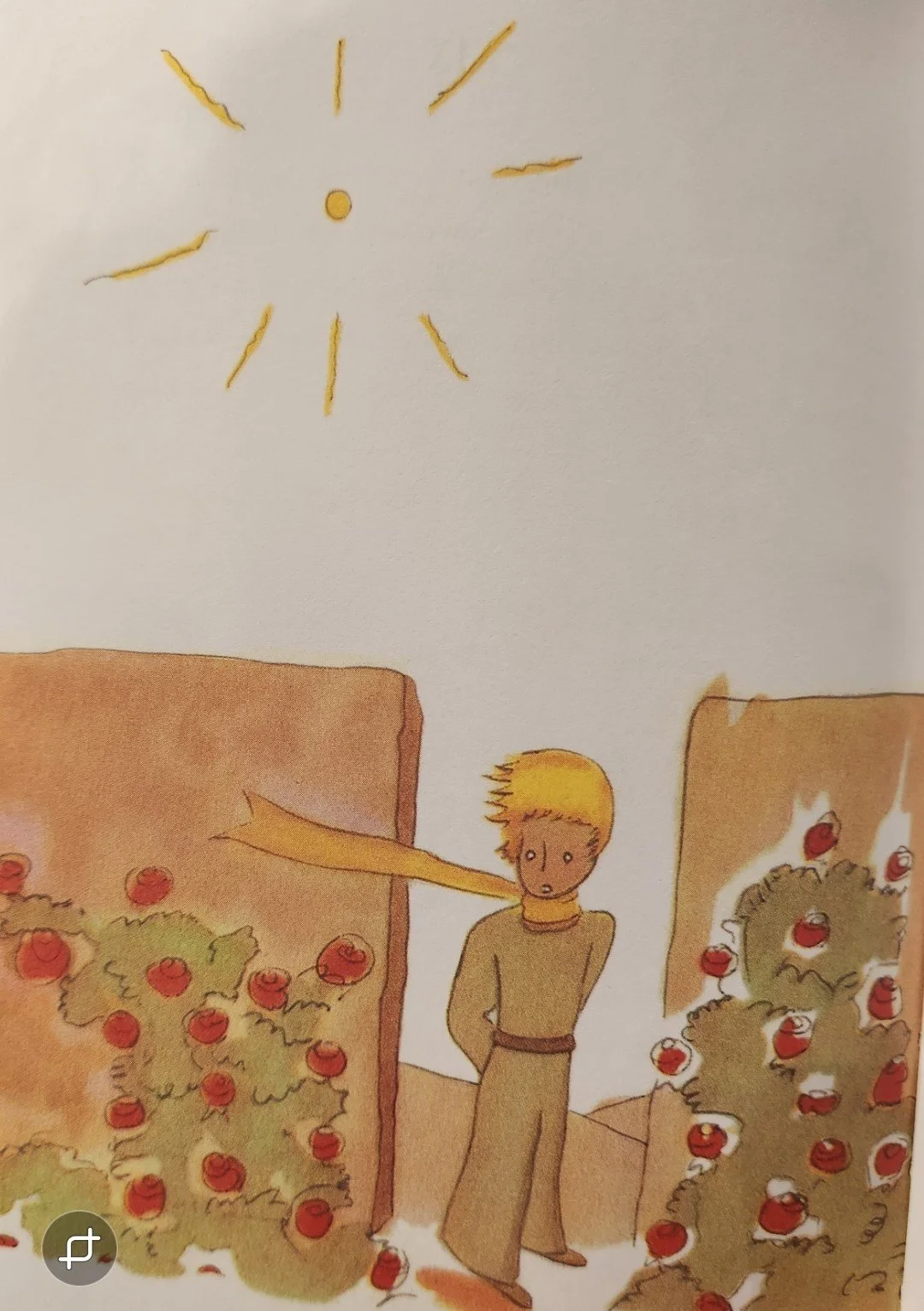 The Little Prince and roses