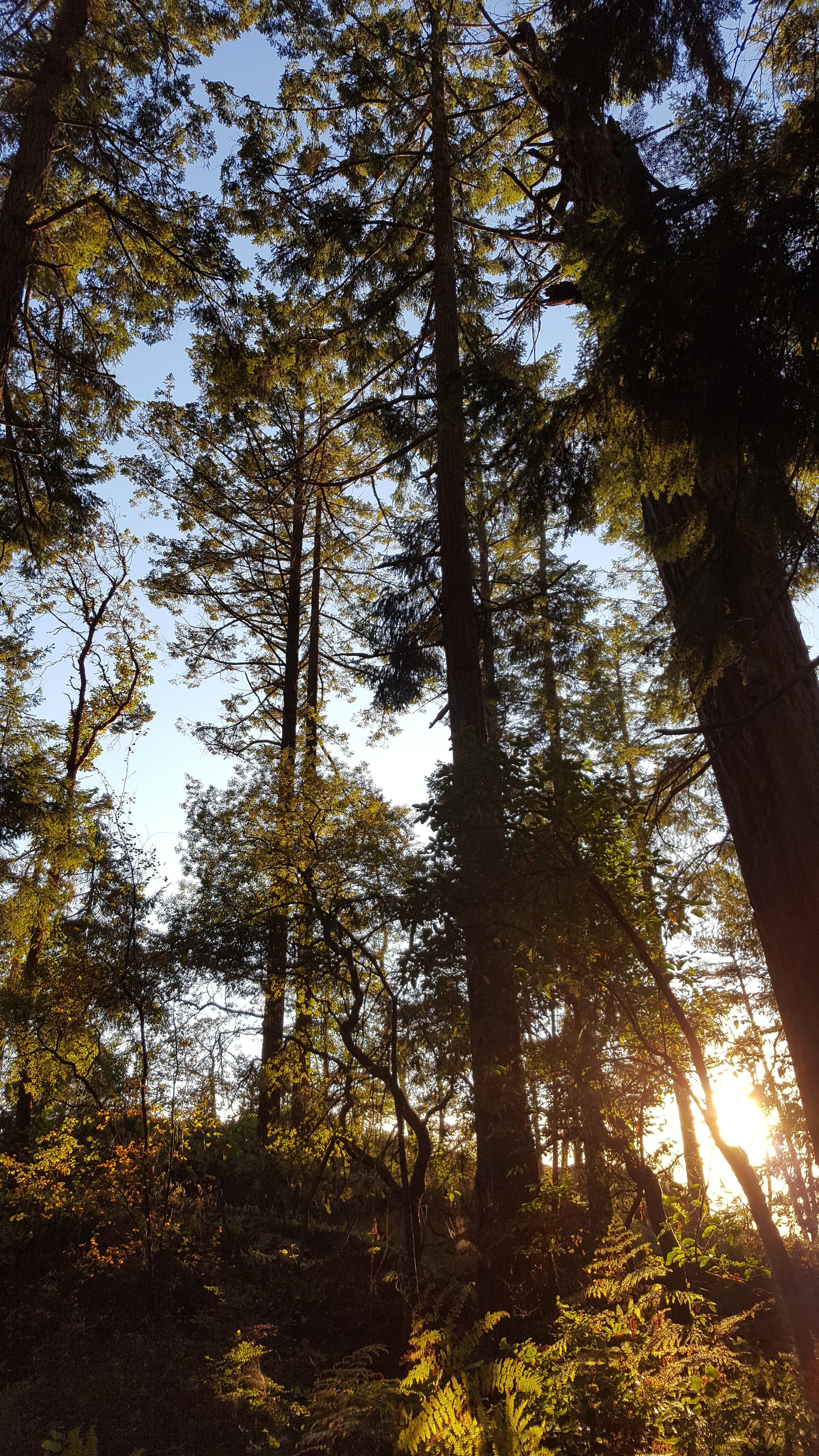 Morning sun in the forest.