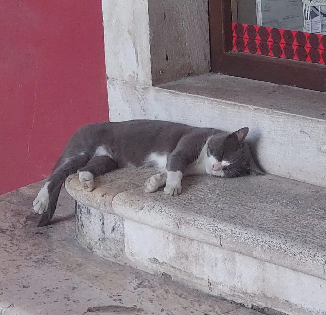Sleeping cat