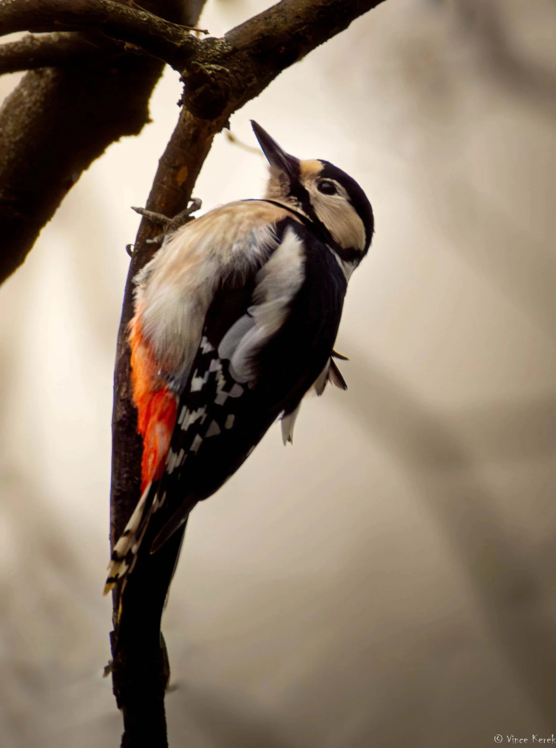 A woodpecker perched on a tree branch with a blurred background.