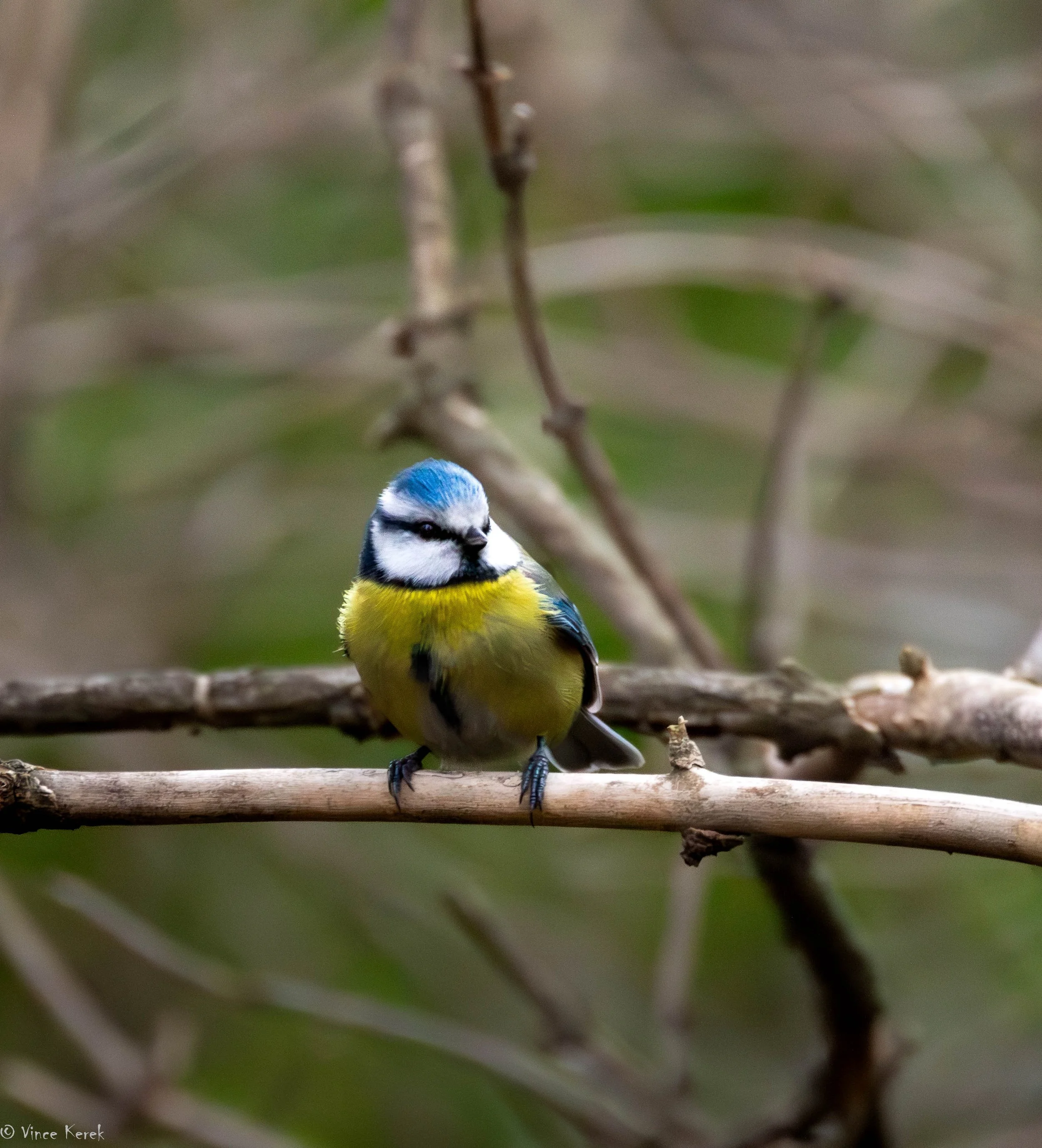 A small blue, yellow, and white bird perched on a thin wooden branch with a blurred green and brown background.