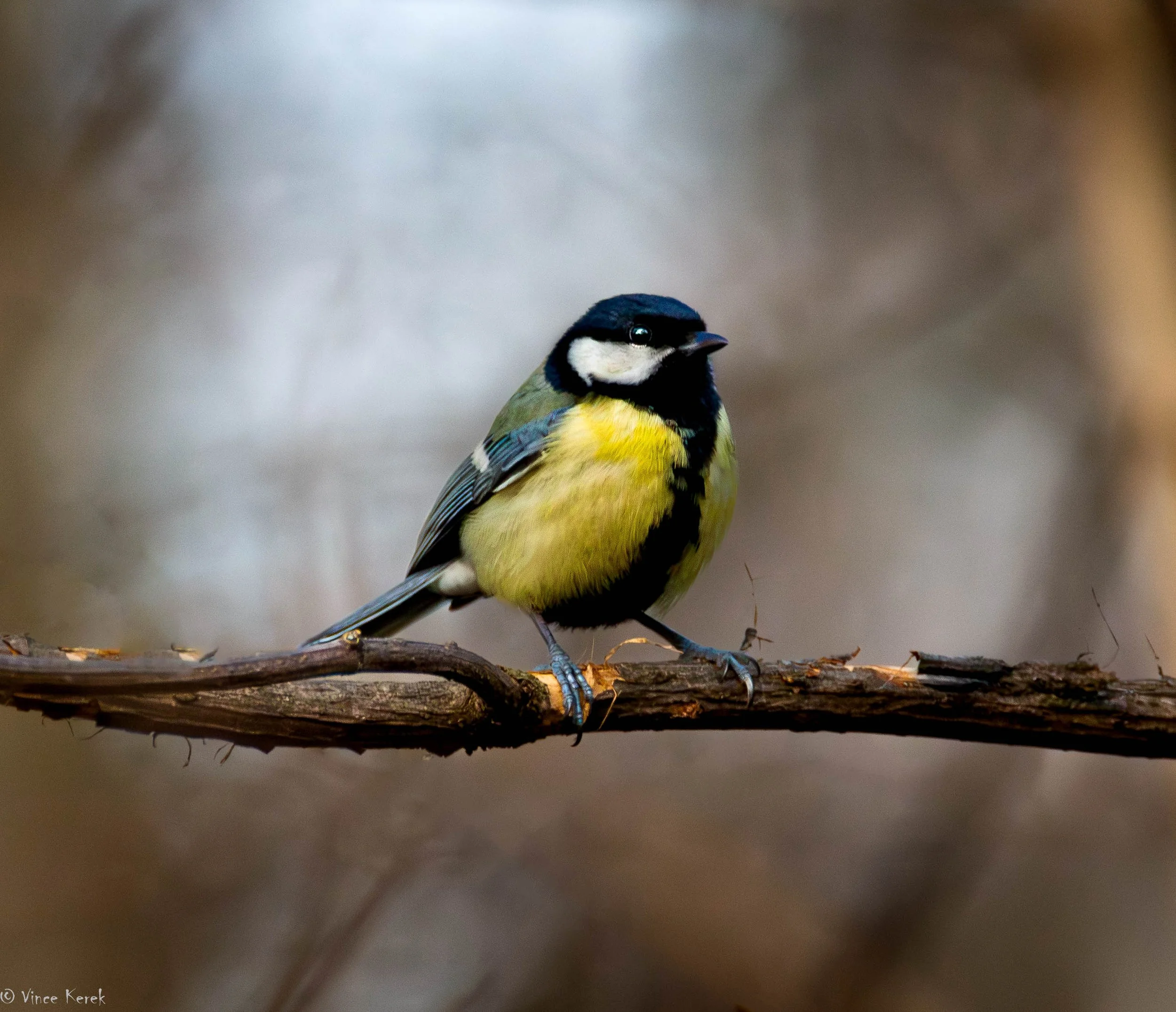 A small bird, likely a Great Tit, perched on a thin branch with a blurred natural background.