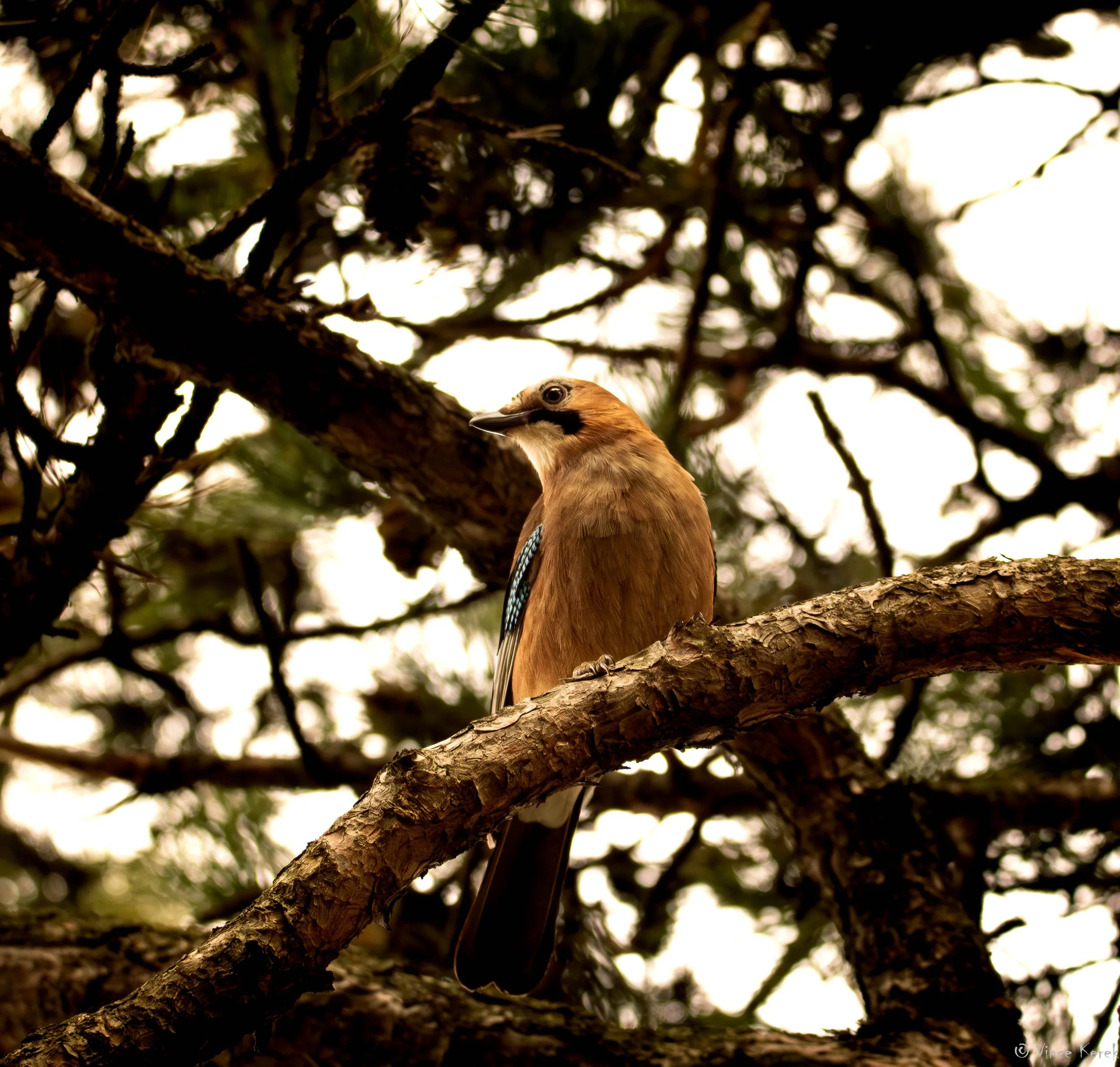 A brown bird with blue accents perched on a tree branch among dark, twisted tree branches.