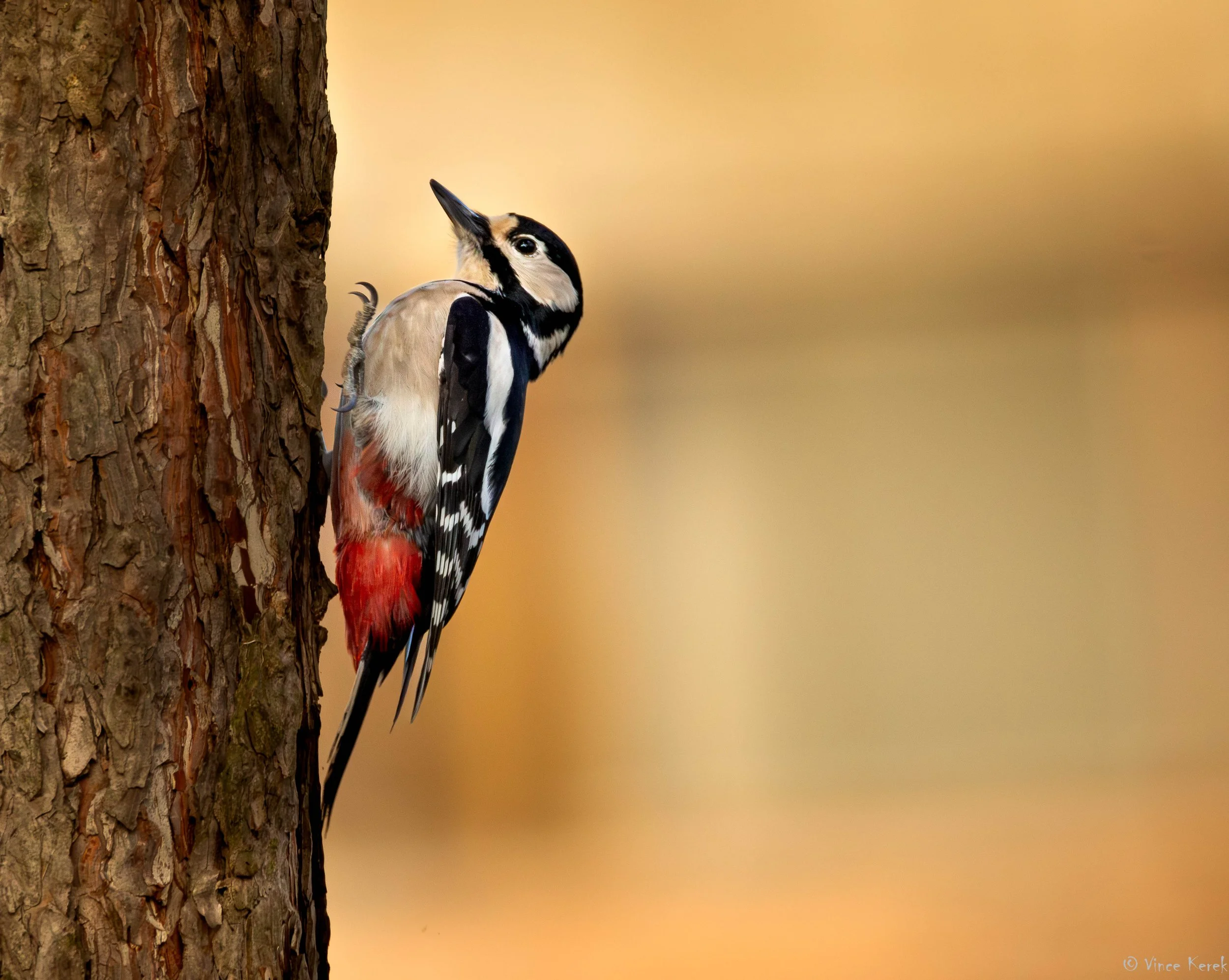 A woodpecker clings to the side of a tree trunk, with a blurred autumn-colored background.