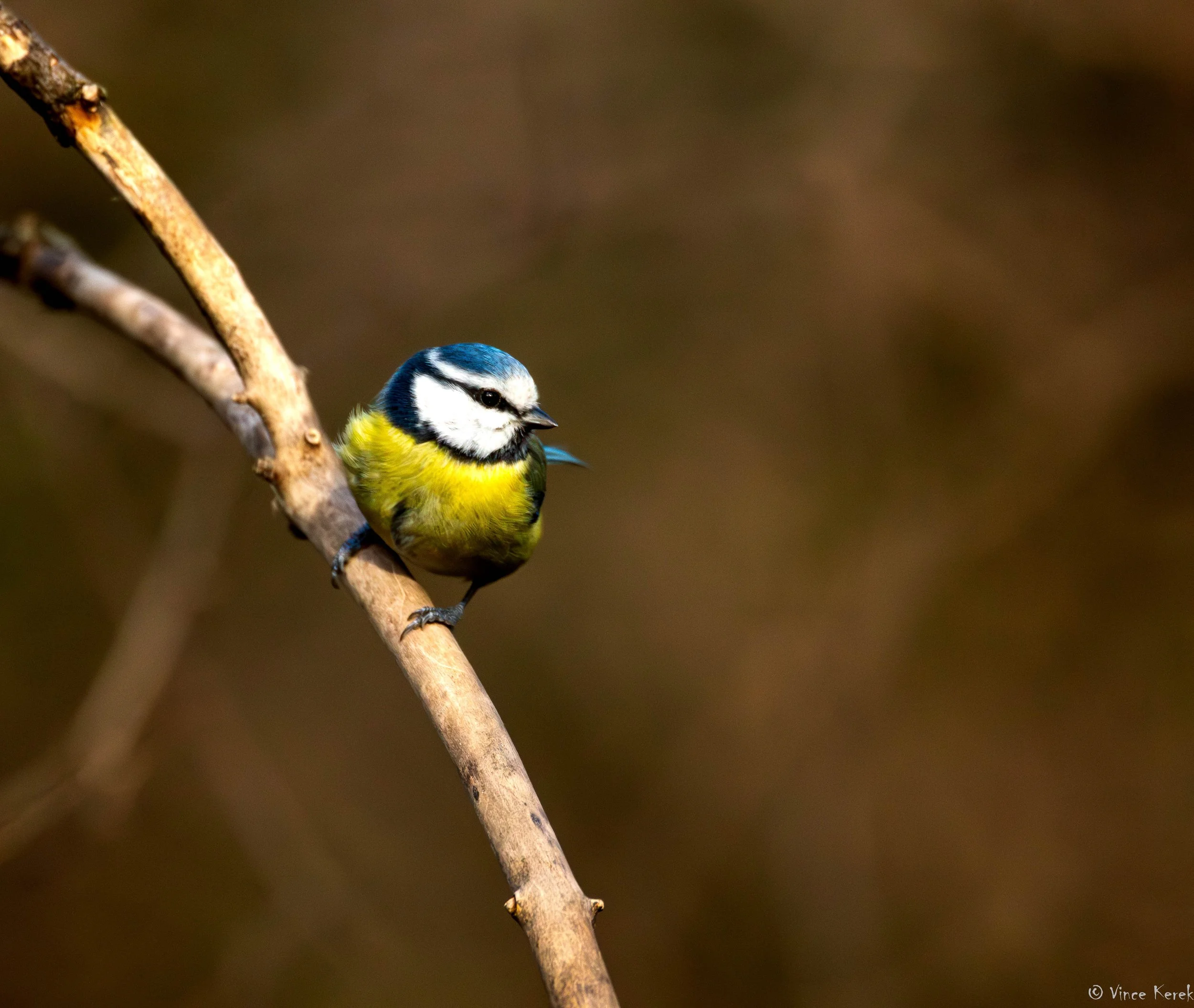 A small blue and yellow bird perched on a thin, curved tree branch with a blurred brown background.