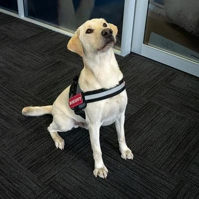 Detector Dogs Leading the Fight on Biosecurity