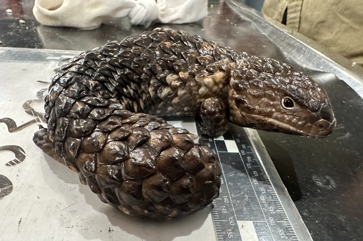 Wildlife Trafficking Operation Highlights Import Compliance Risks
