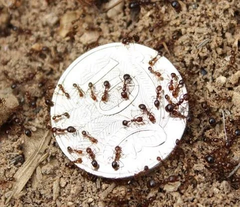 Red Imported Fire Ants Detected at Sydney Intermodal Facility