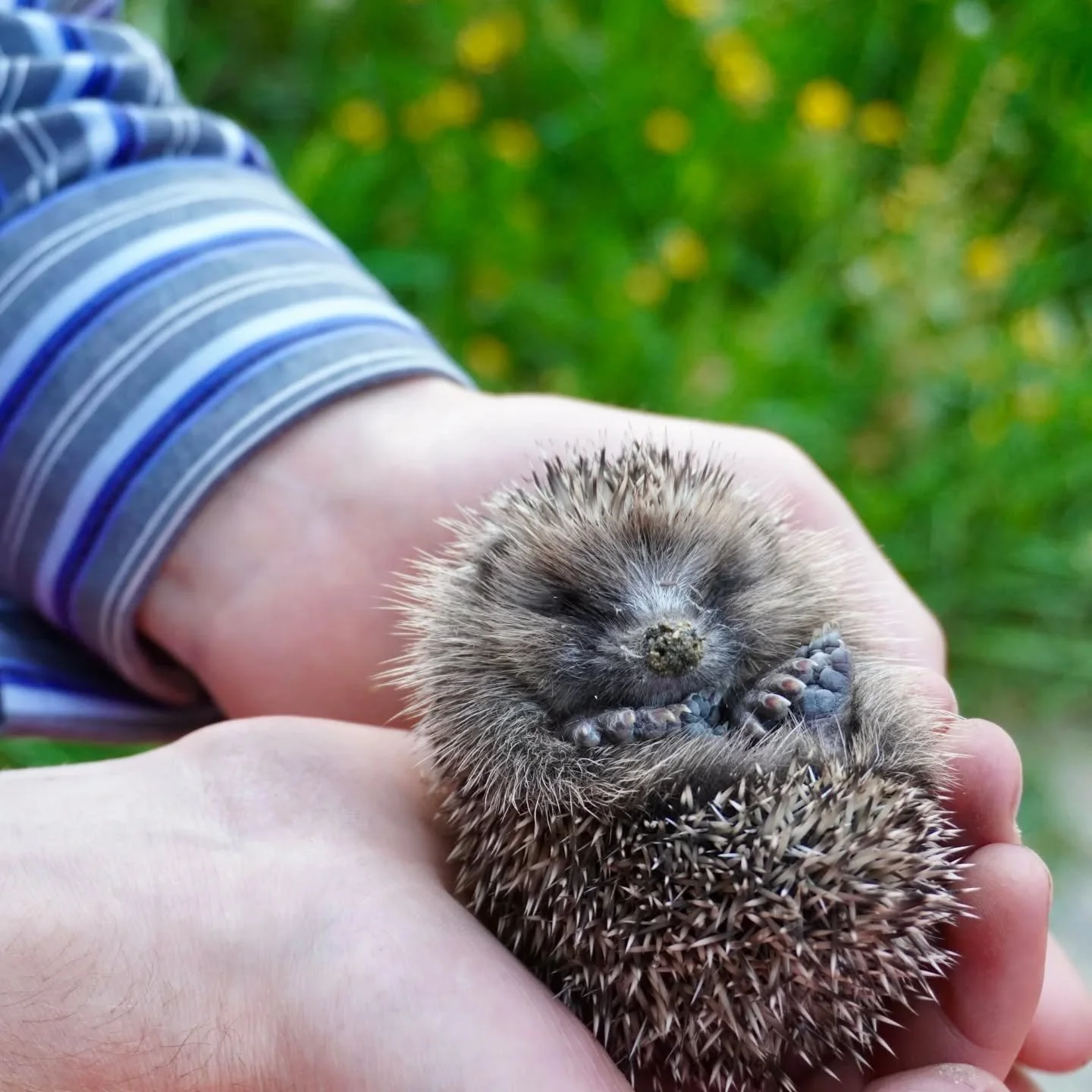 Cutest moment of 2025?

#cute #cutehedgehog #spikyboi