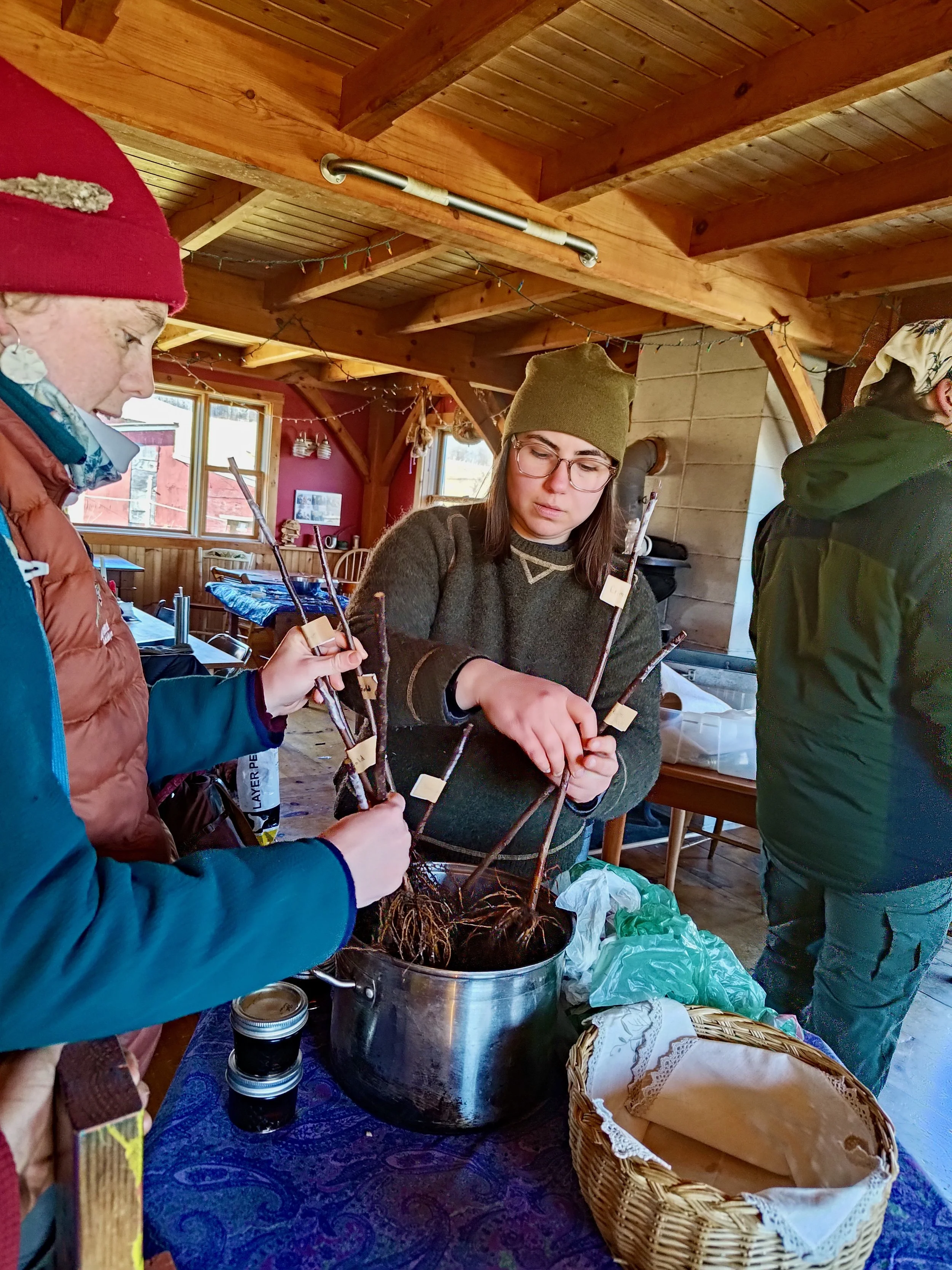 Pruning grafting - 4 of 5.jpeg