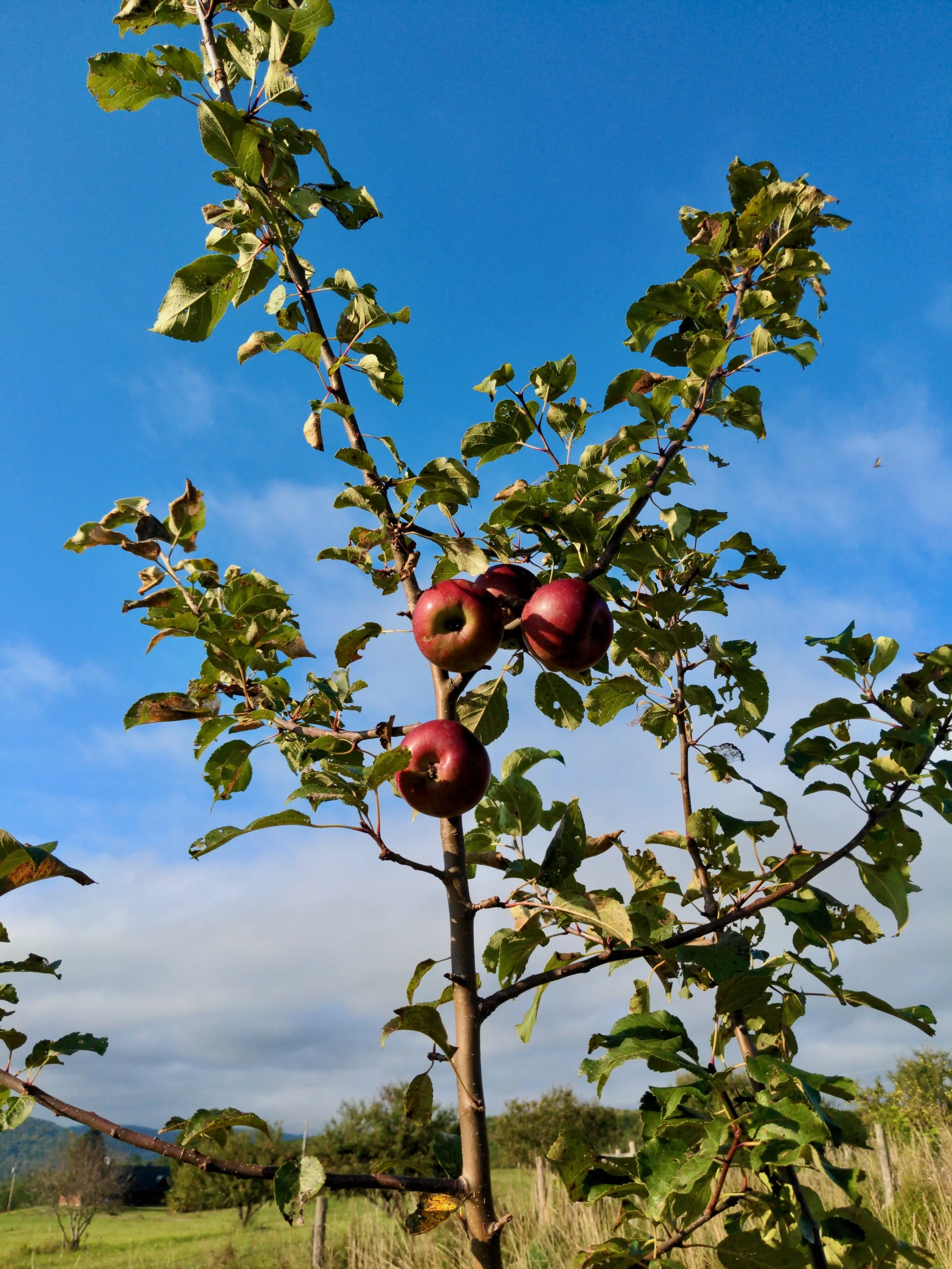 Pruning grafting - 5 of 5.jpeg