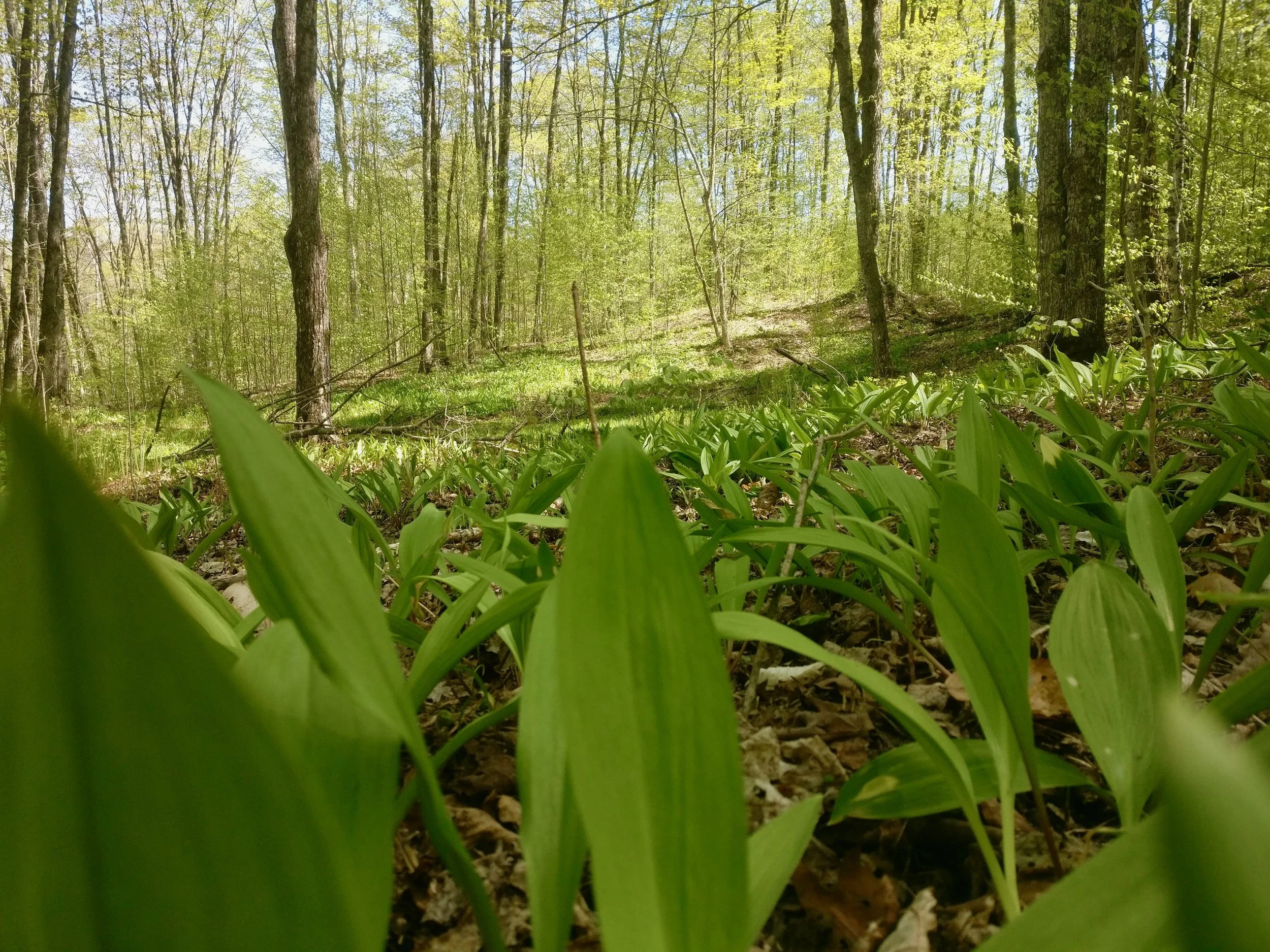 A forest clearing filled with wild edibles: Ramps