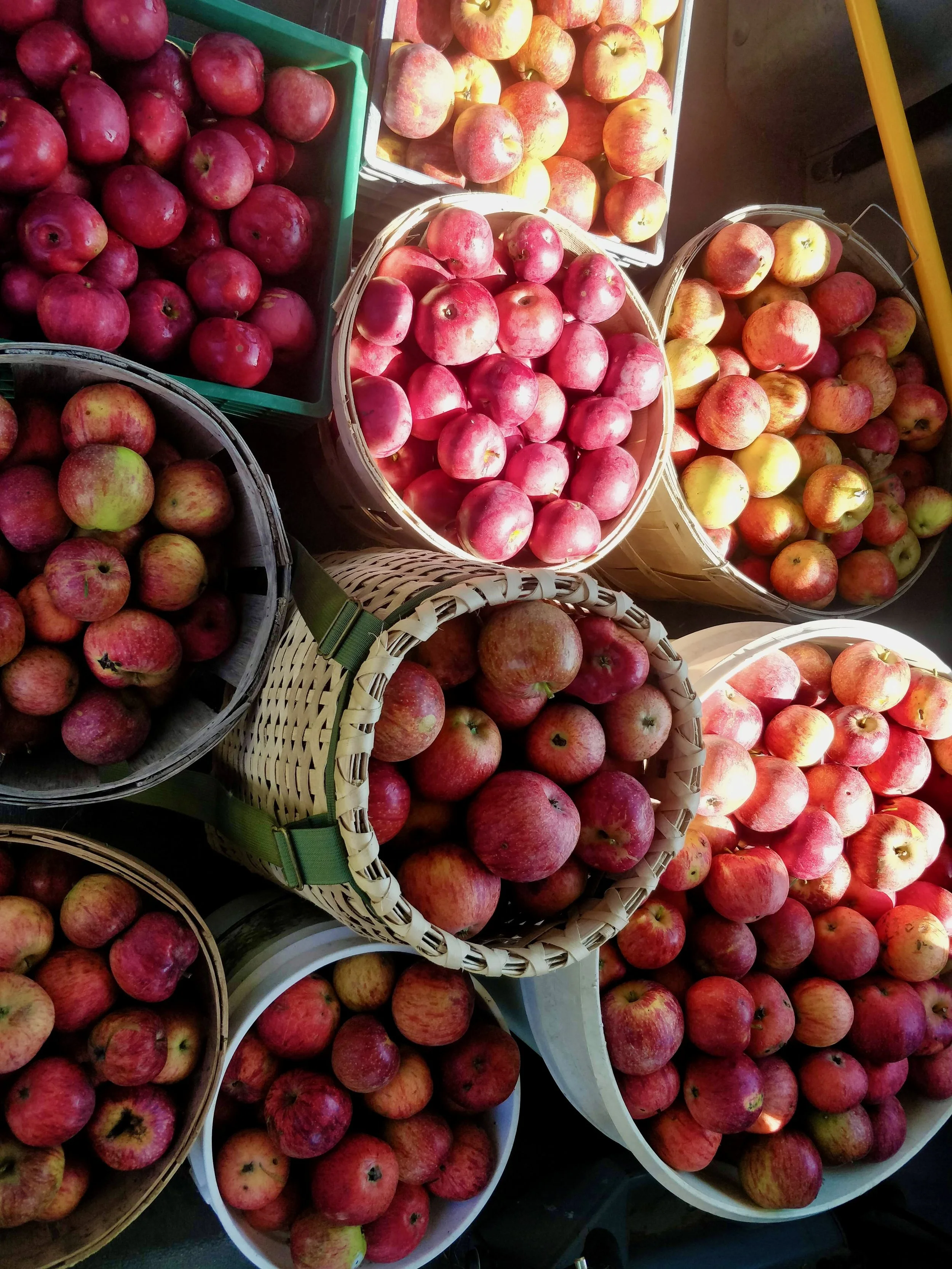 Pruning grafting - 2 of 5.jpeg