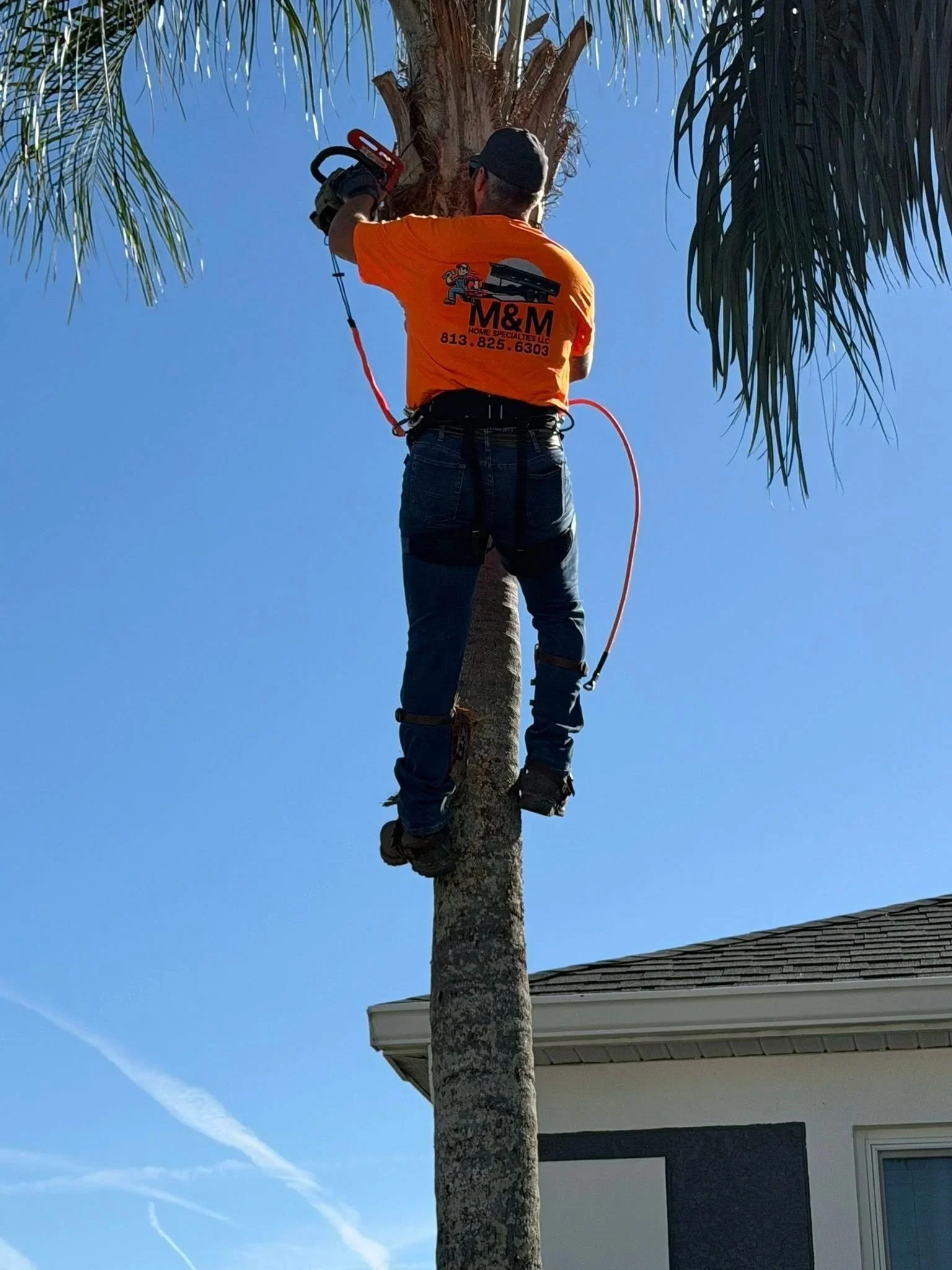 Palm Tree Trimming
