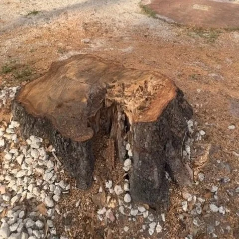 Stump Grinding | Before