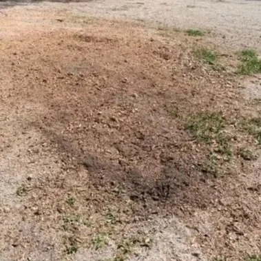 Stump Grinding | After