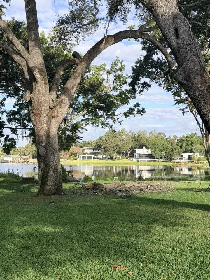 Tree Removal | After