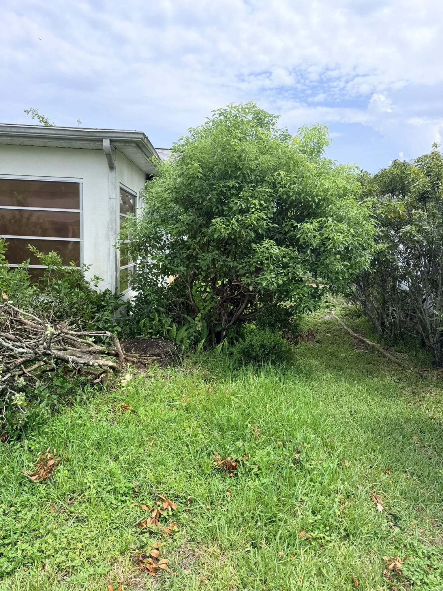 Shrub Removal | Before