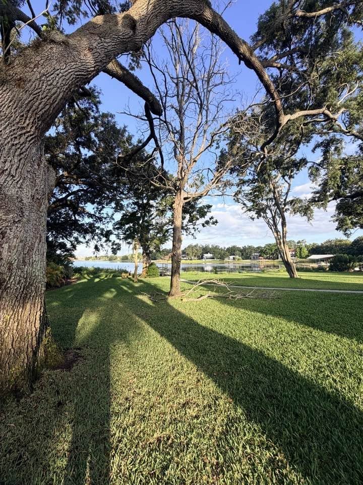 Tree Removal | Before
