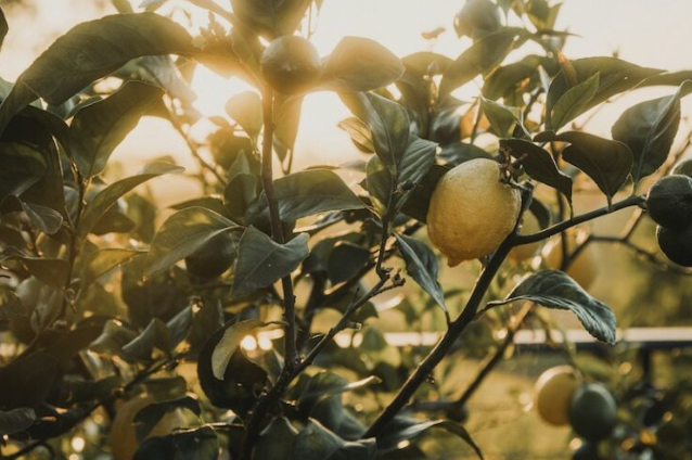 The lemon tree, in winter