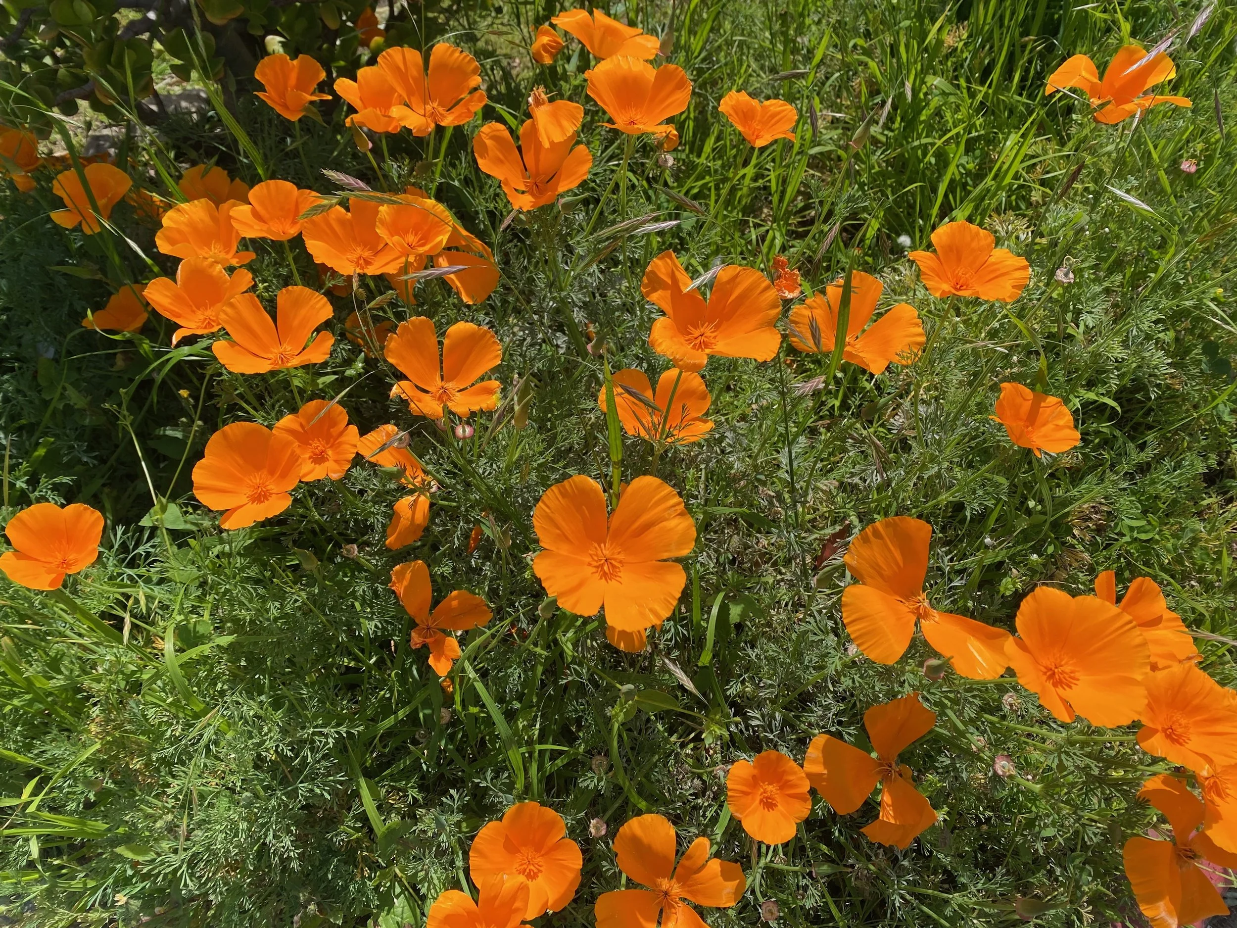 4 month weekly online sessions