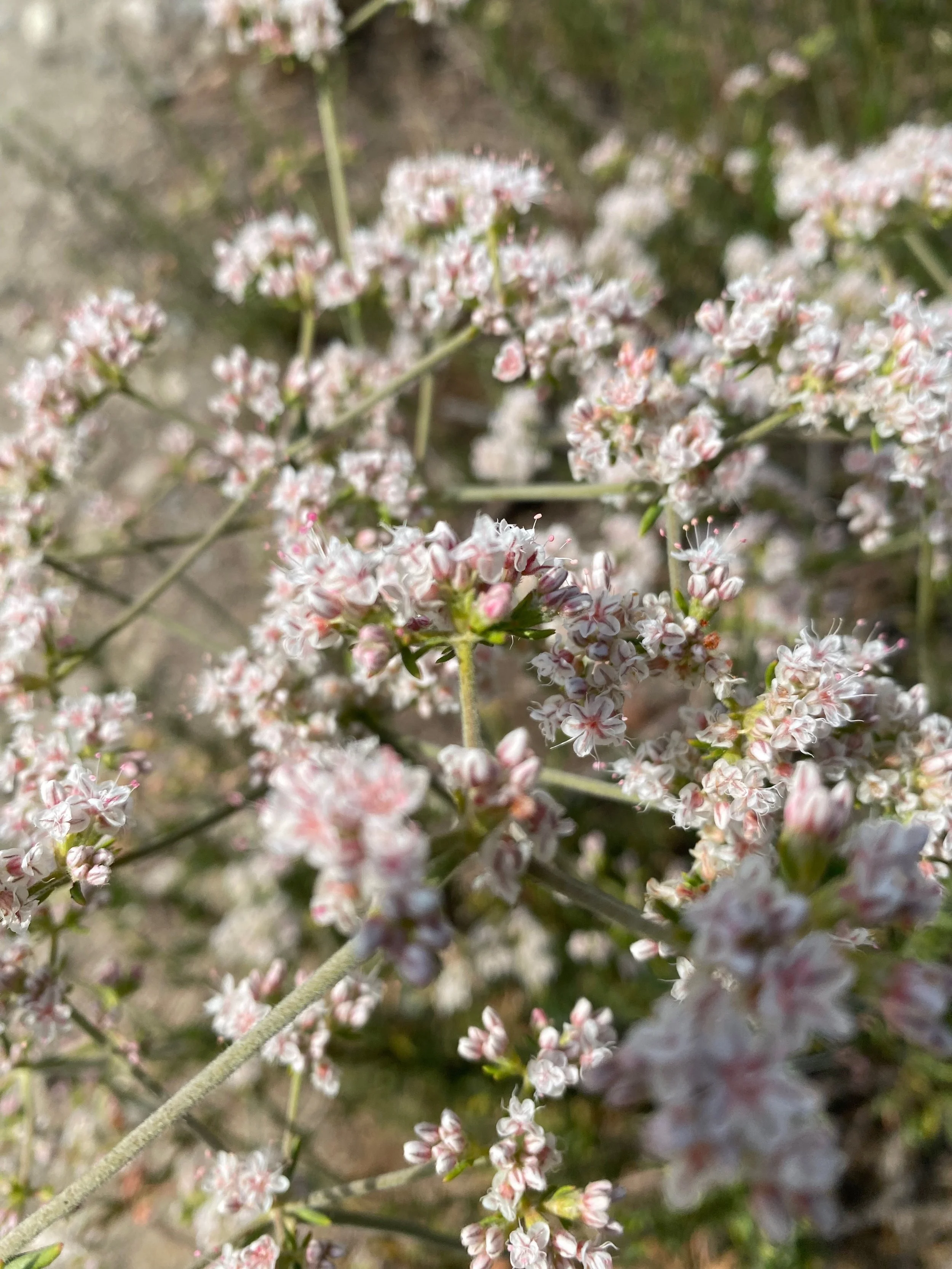 1:1   Online session