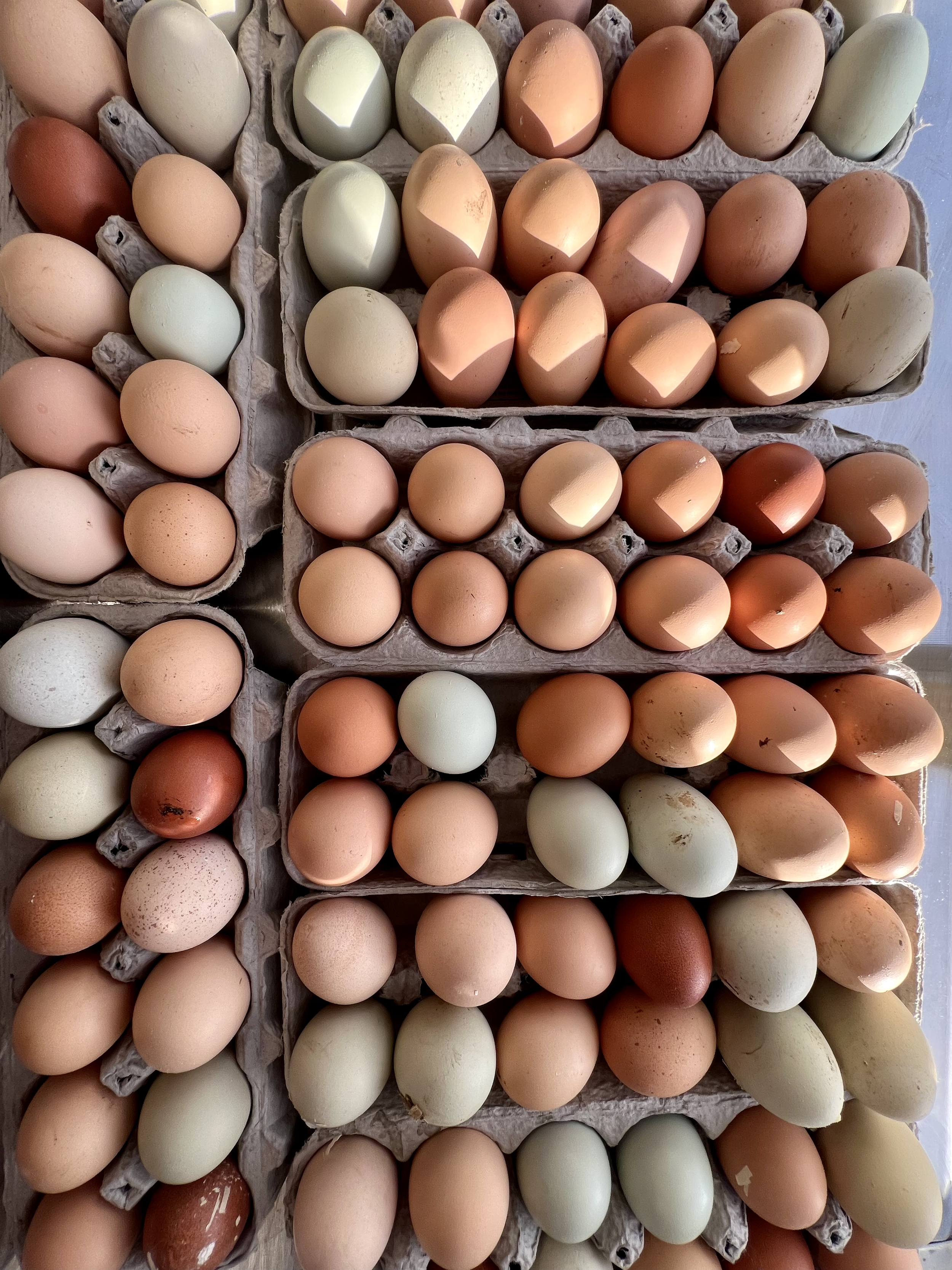 Multiple cartons of brown, white, light green, and light blue eggs arranged in rows.