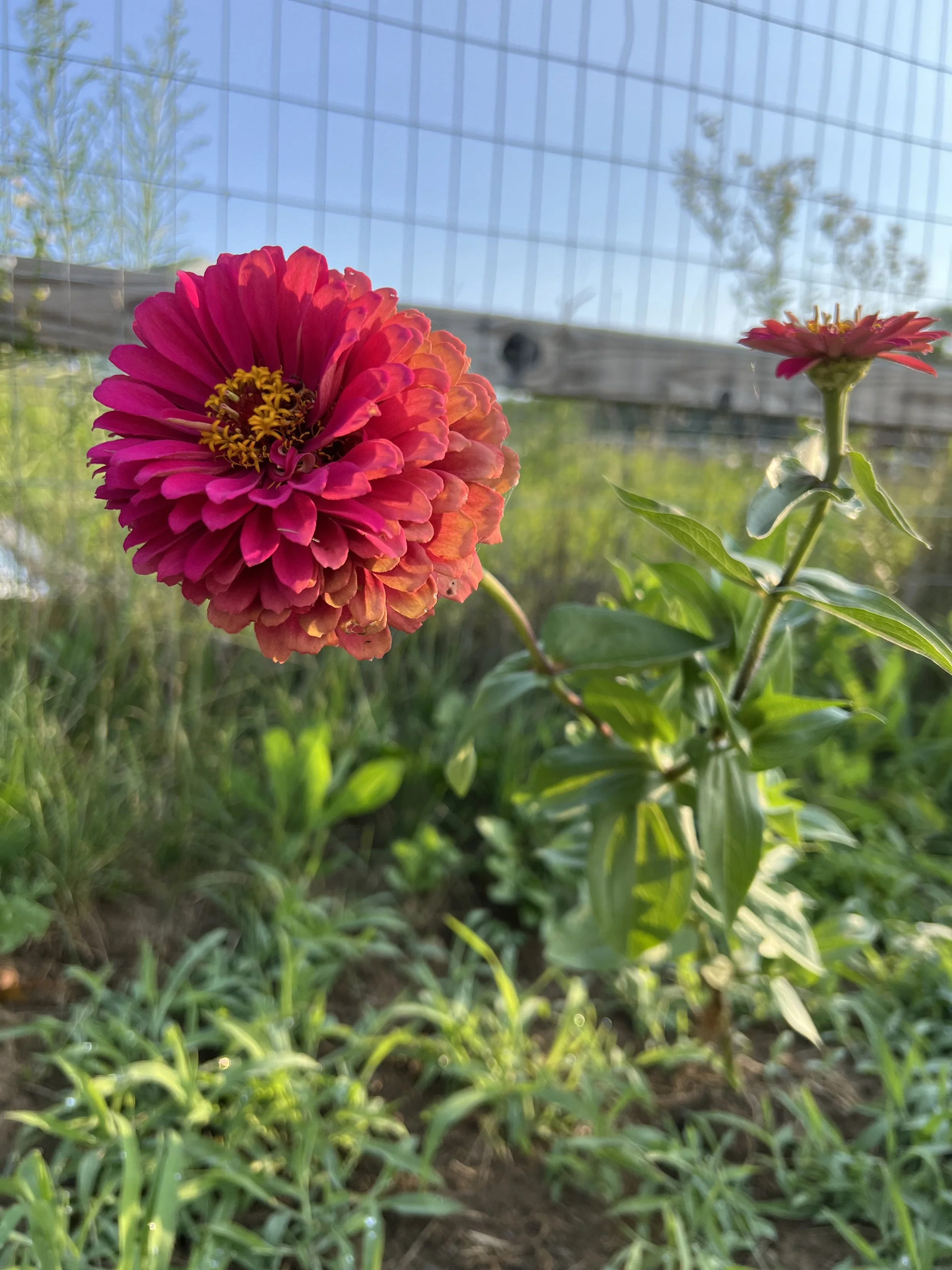 IMG_1072.jpeg