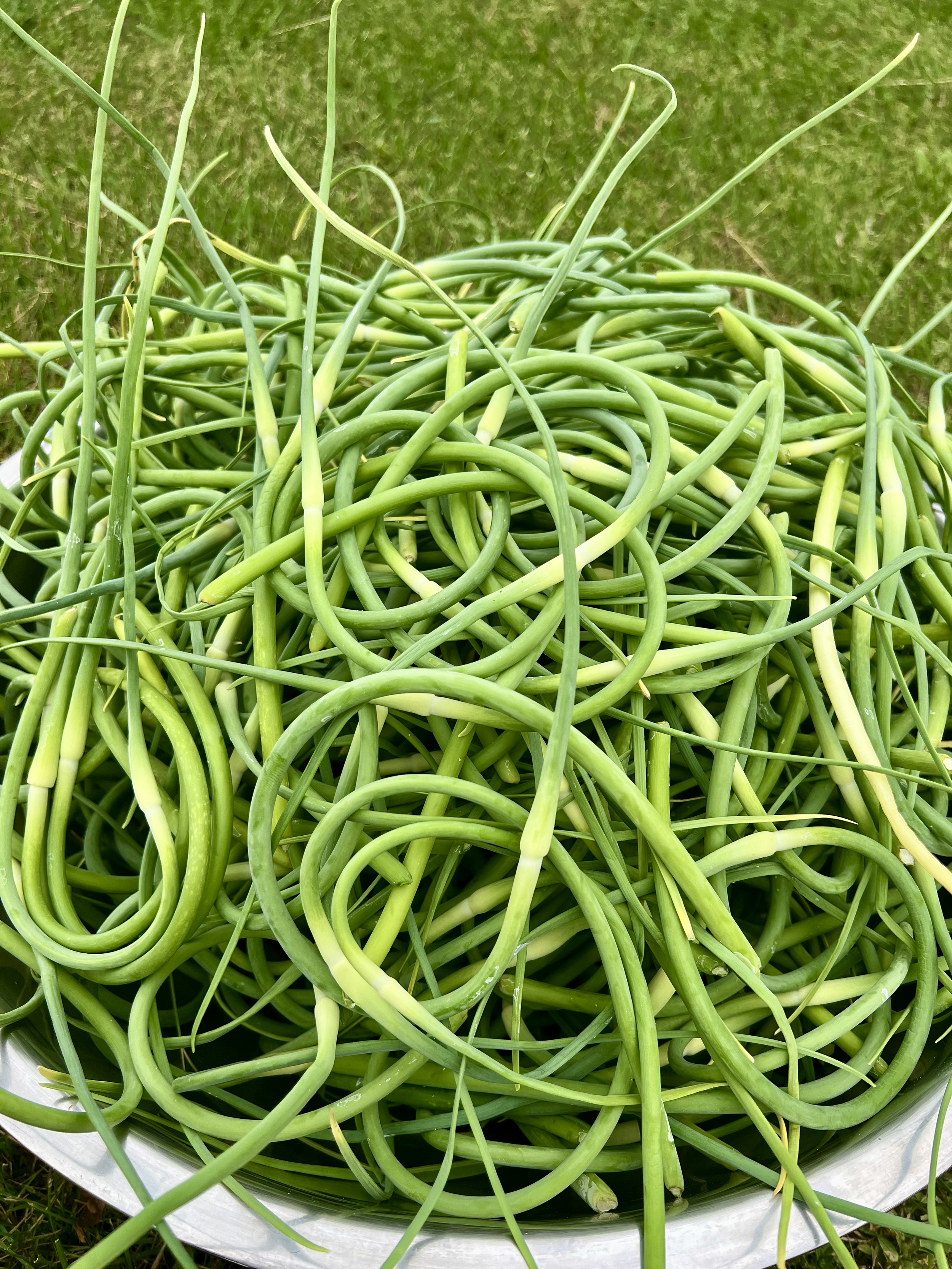 A bowl filled with freshly picked green chilies on a grassy surface.