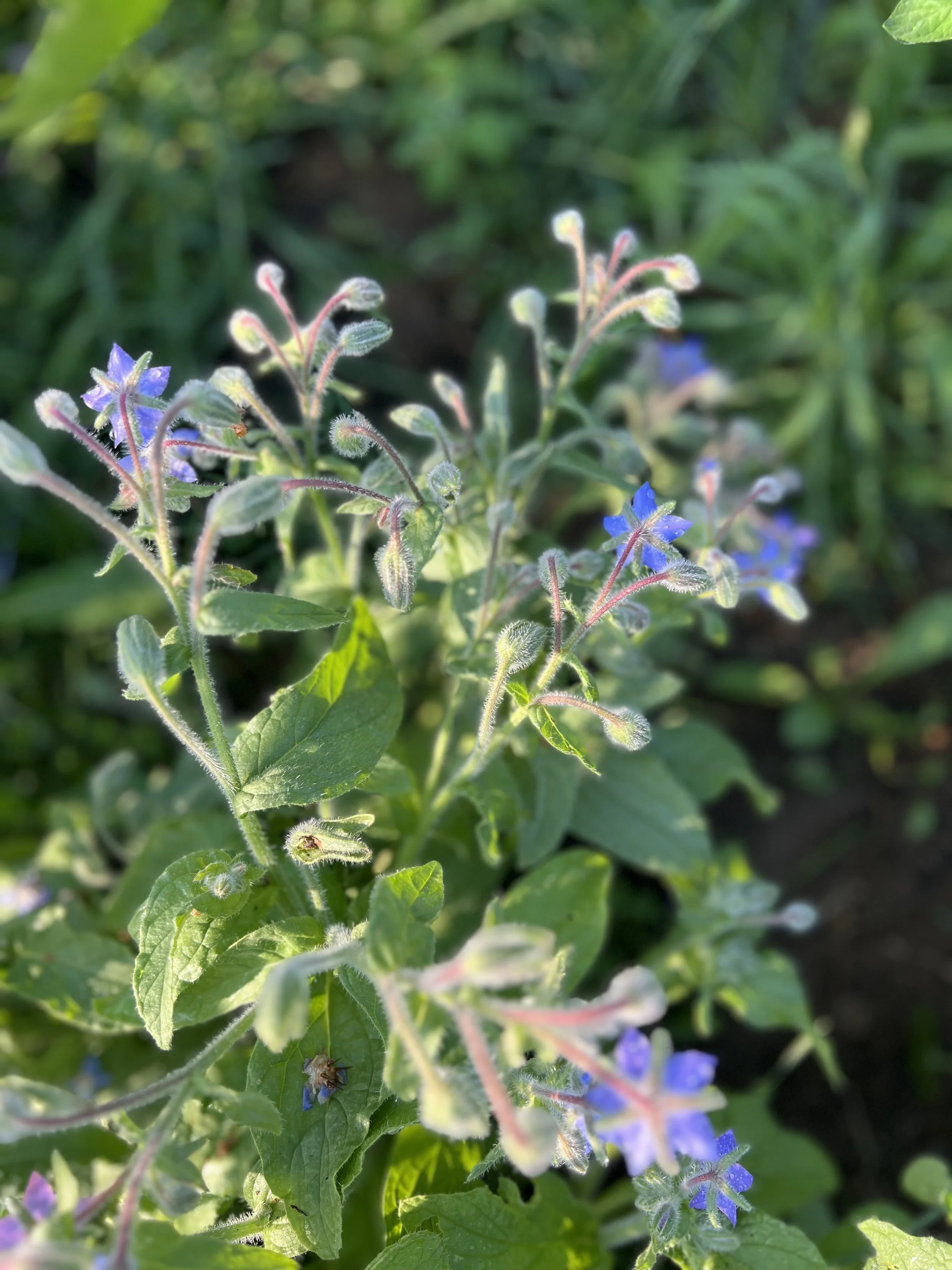IMG_1500.jpeg