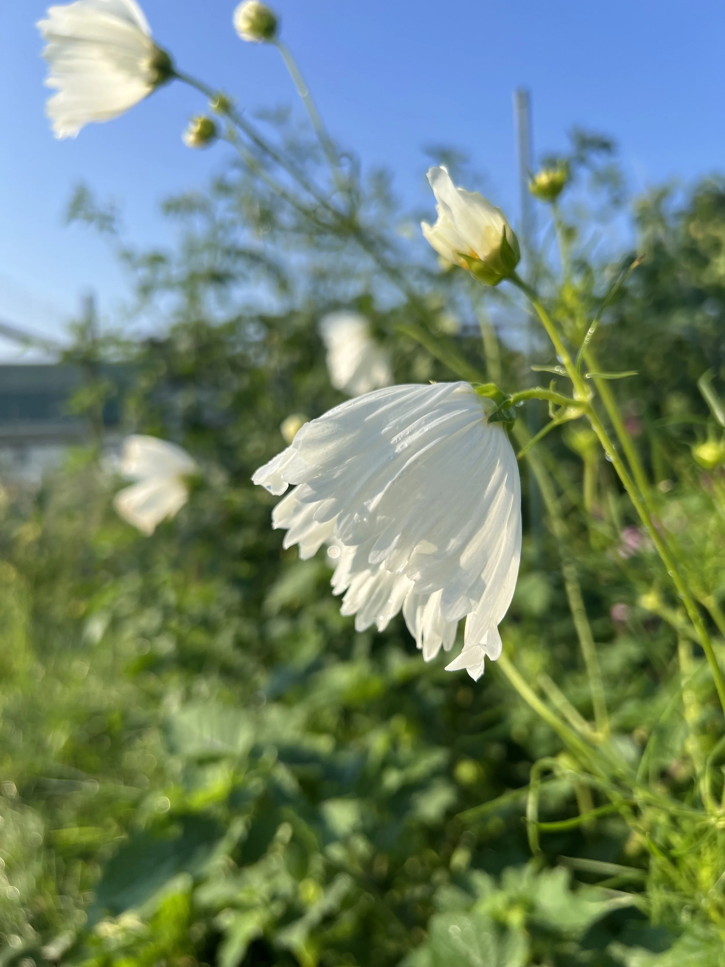 IMG_1501.jpeg