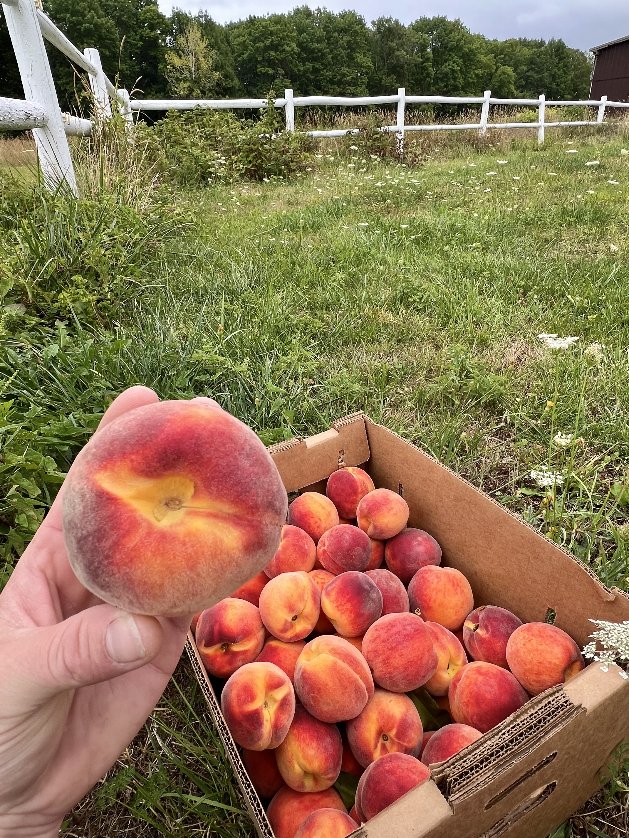 A hand holding a peach over a box filled with ripe peaches outdoors on grassy ground, with a white fence, trees, and a barn in the background.