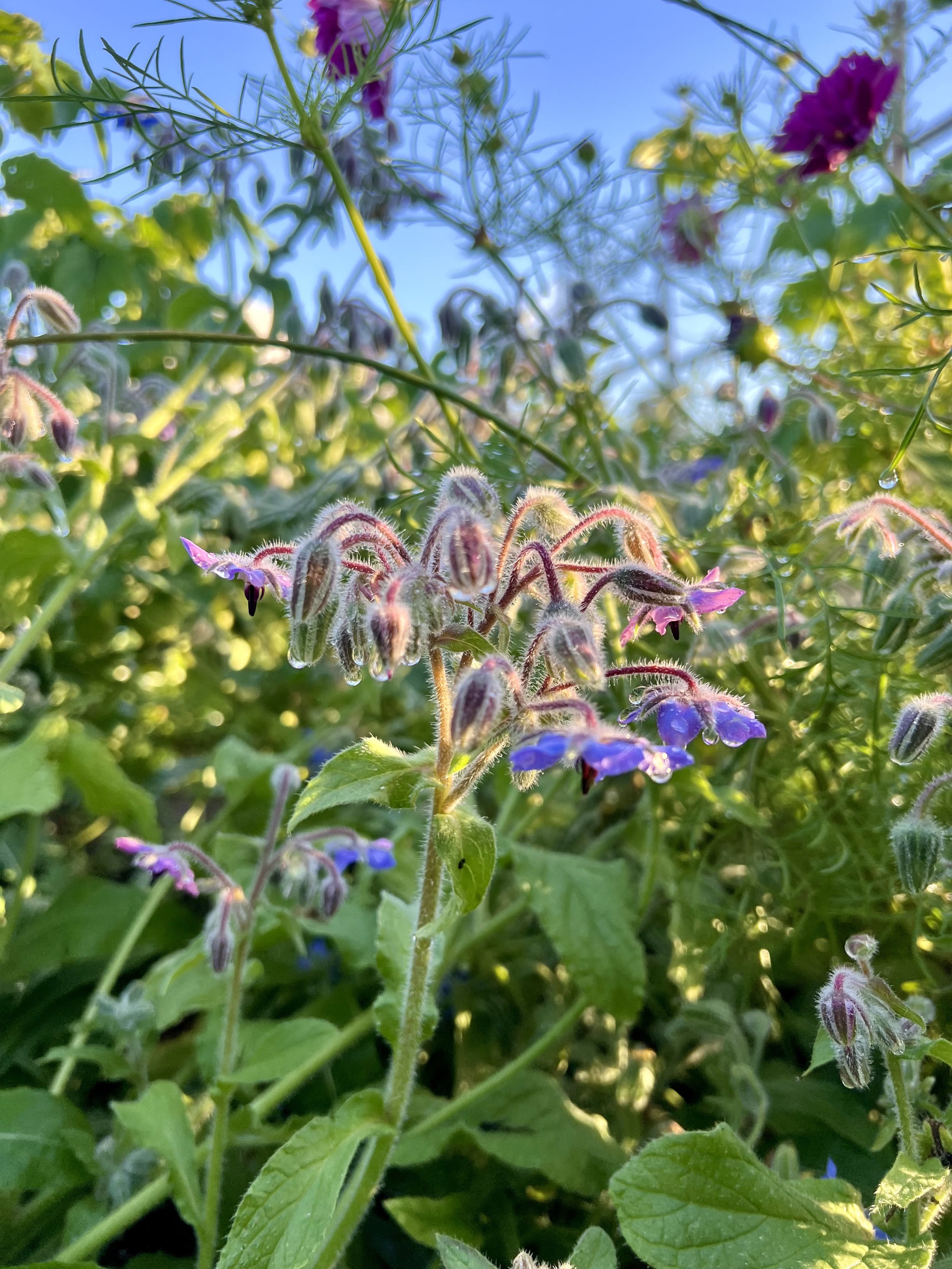 IMG_2019.jpeg