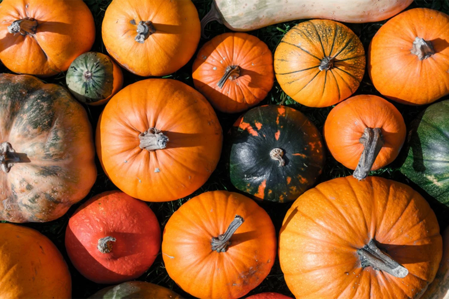 loopback-pumkin.jpg