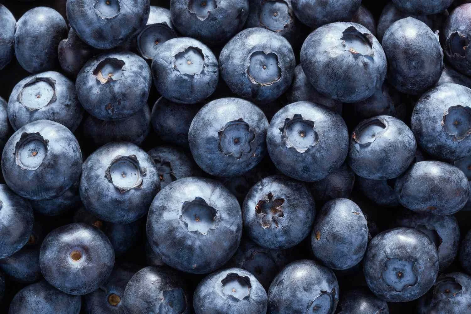 loopback-blueberries.jpg