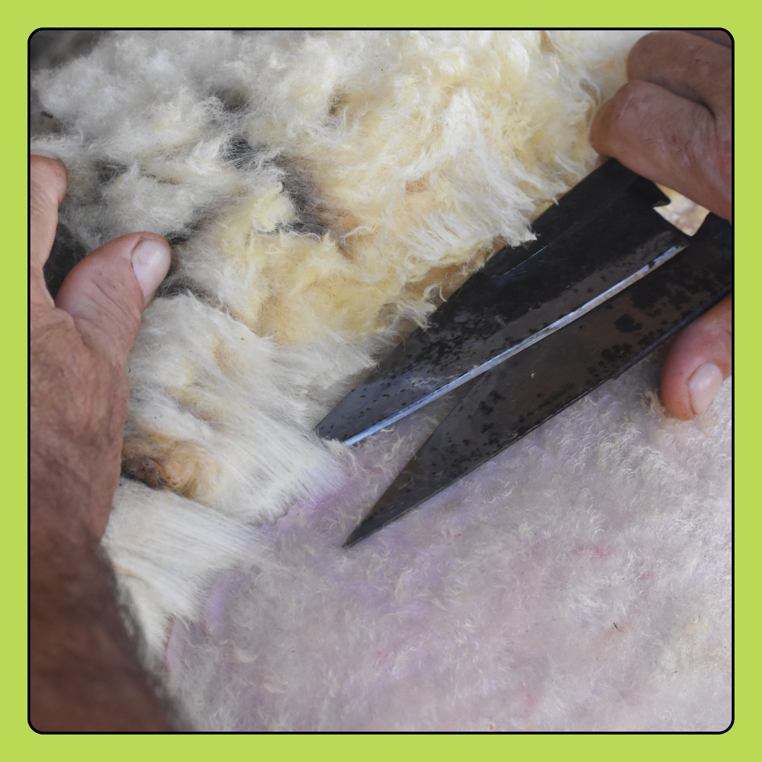 Sheep Shearing Services Donation