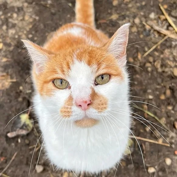 Peanut