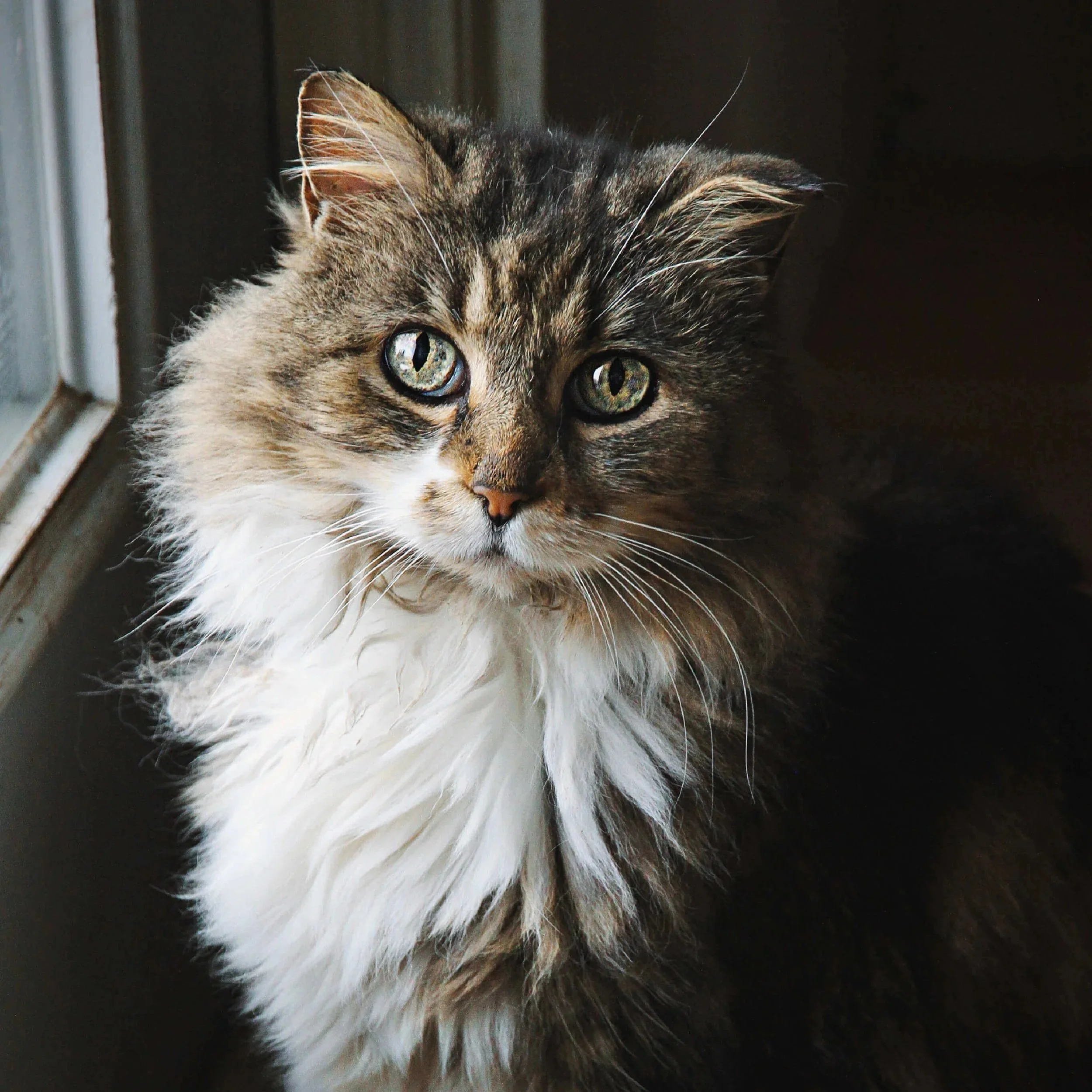cat-by-window.jpg