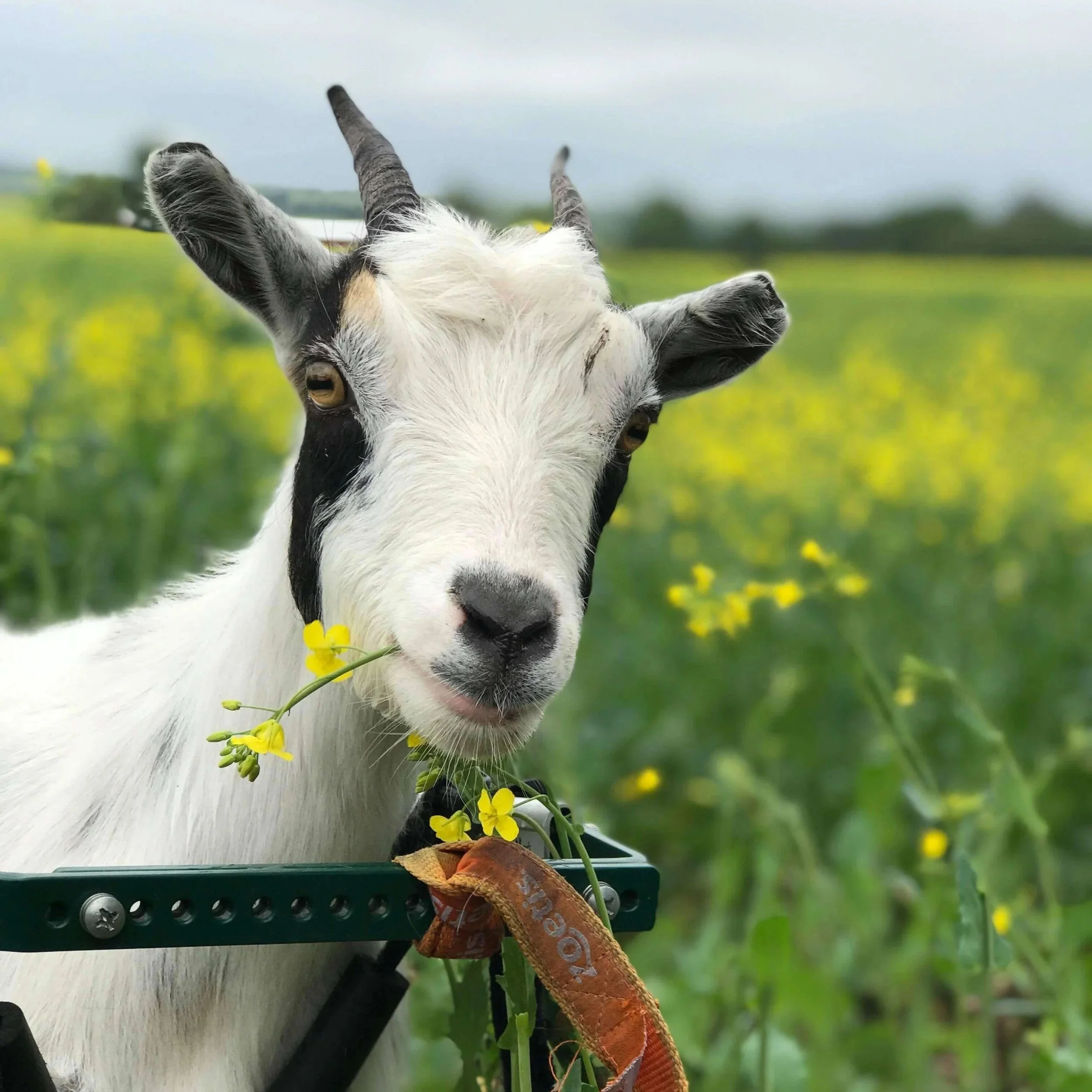 goat-in-wheelchair-closeup.jpg