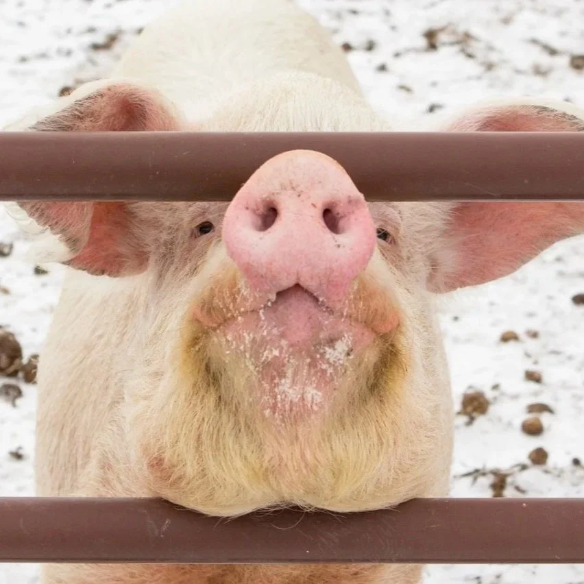 bigPig-nose.jpg