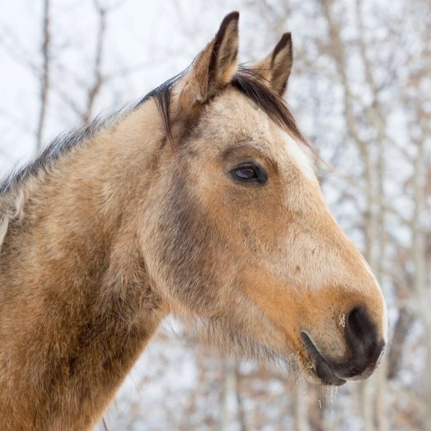 horse-closeup-face.jpg