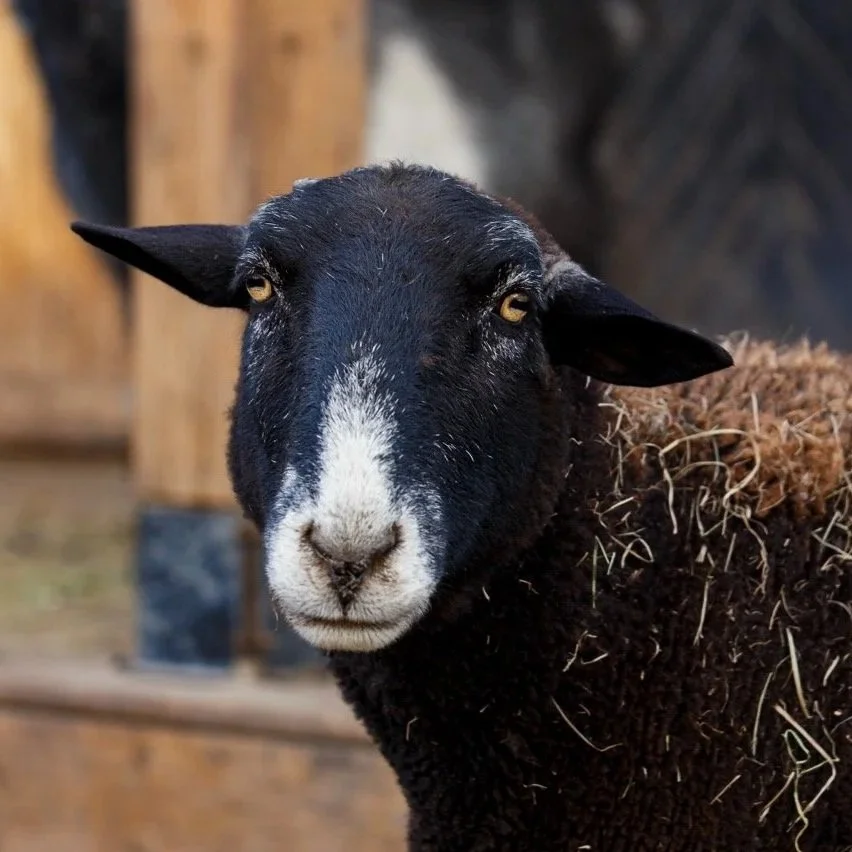 sheep-black-closeup.jpg